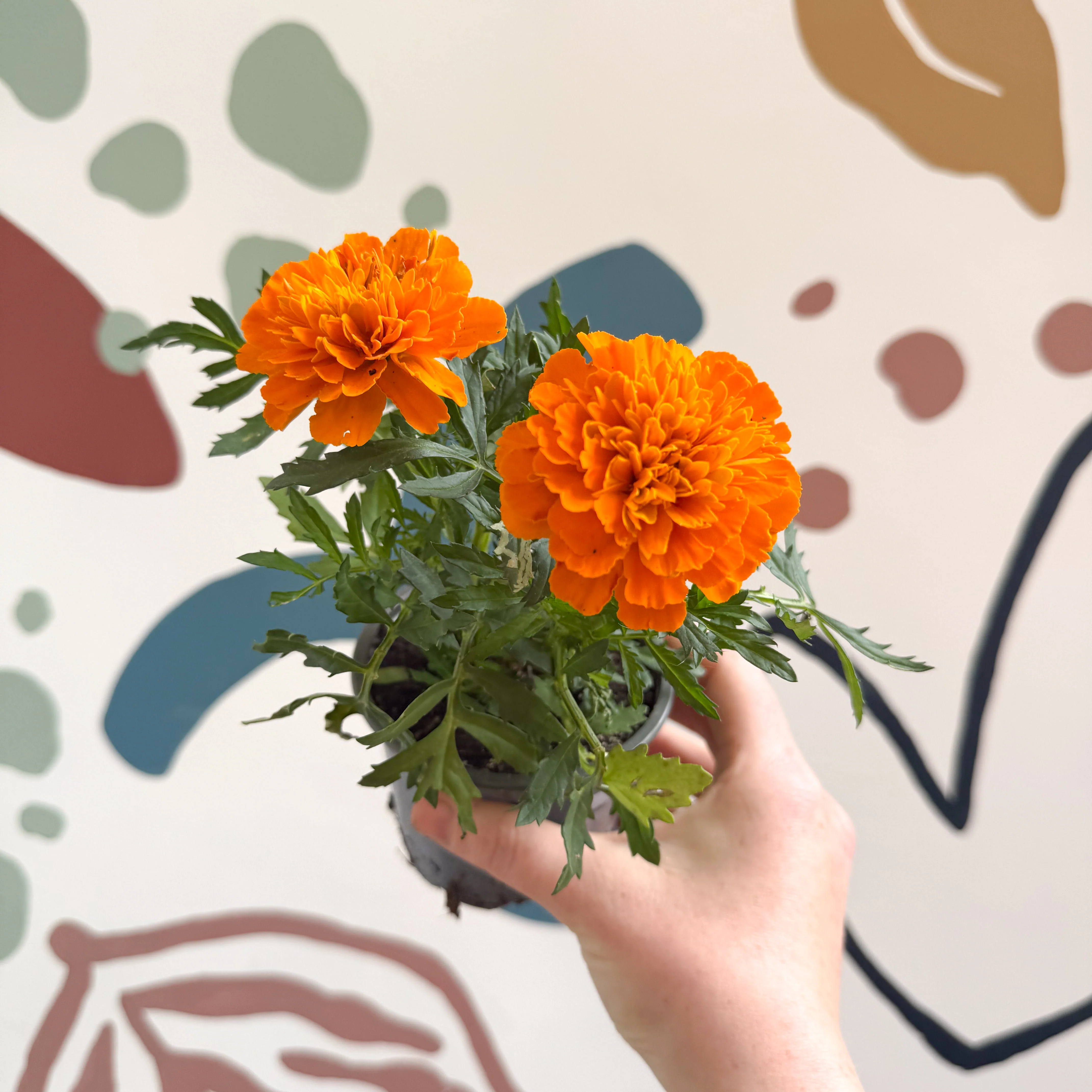Tagetes - Orange African Marigold - Image 4