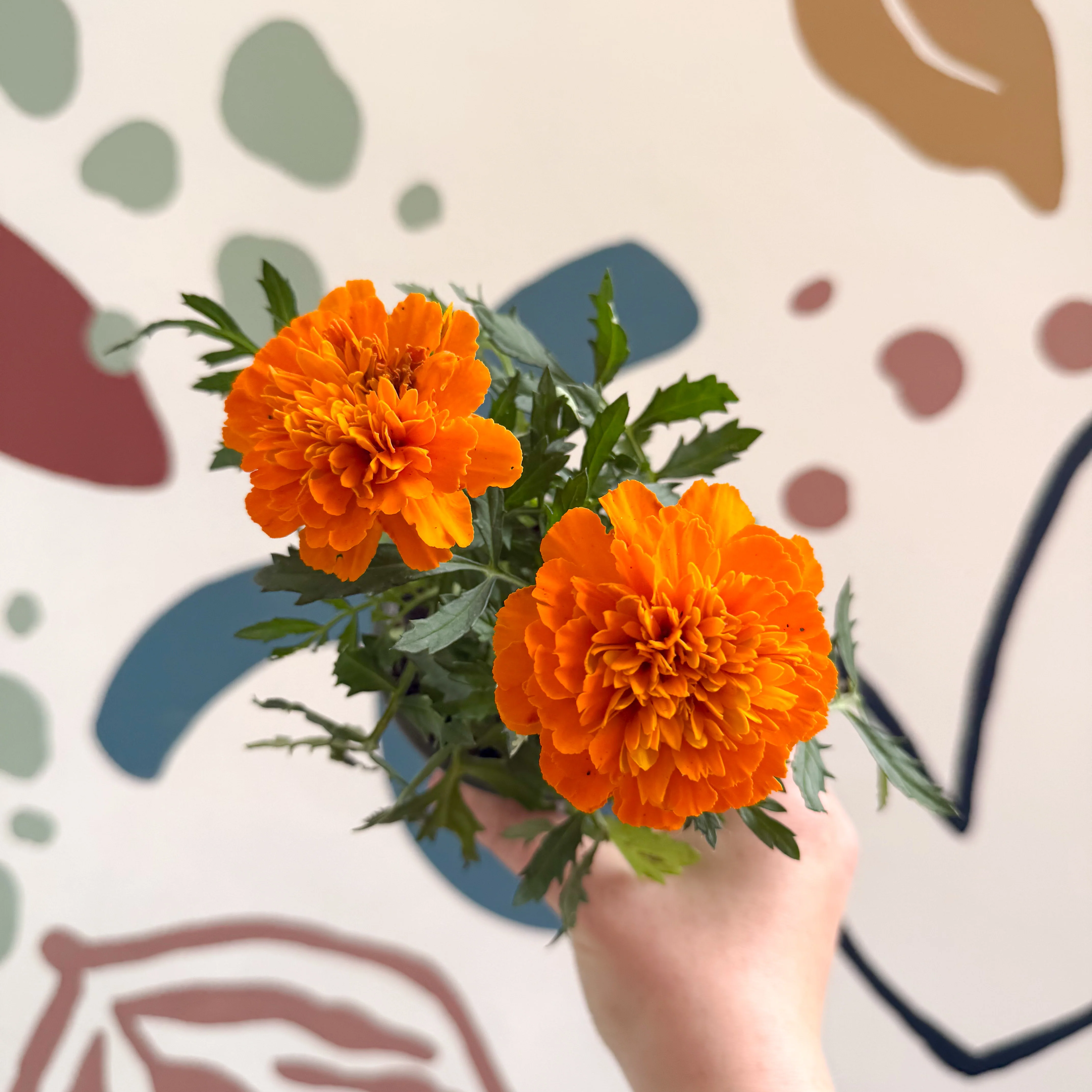 Tagetes - Orange African Marigold - Image 5