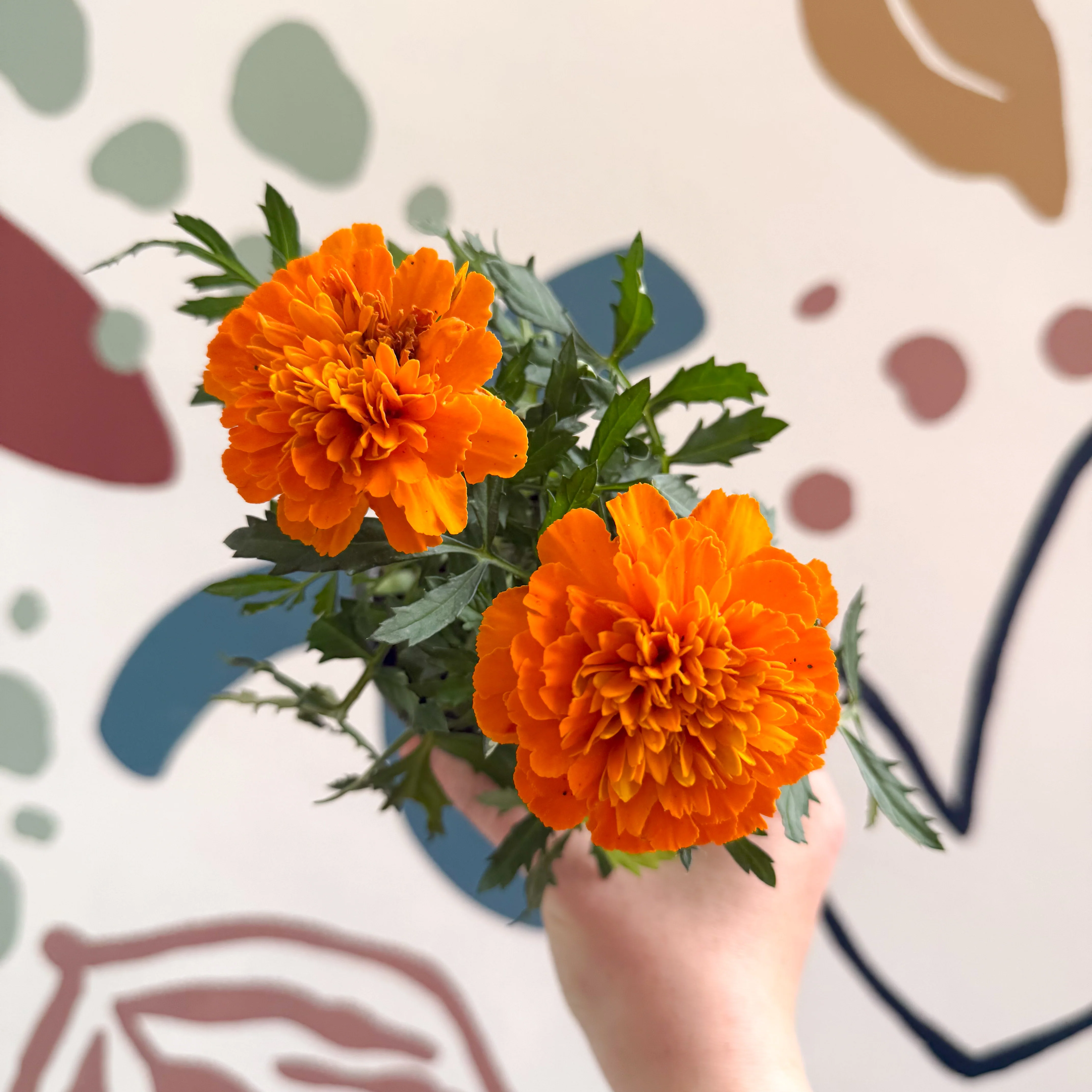 Tagetes - Orange African Marigold - Image 6