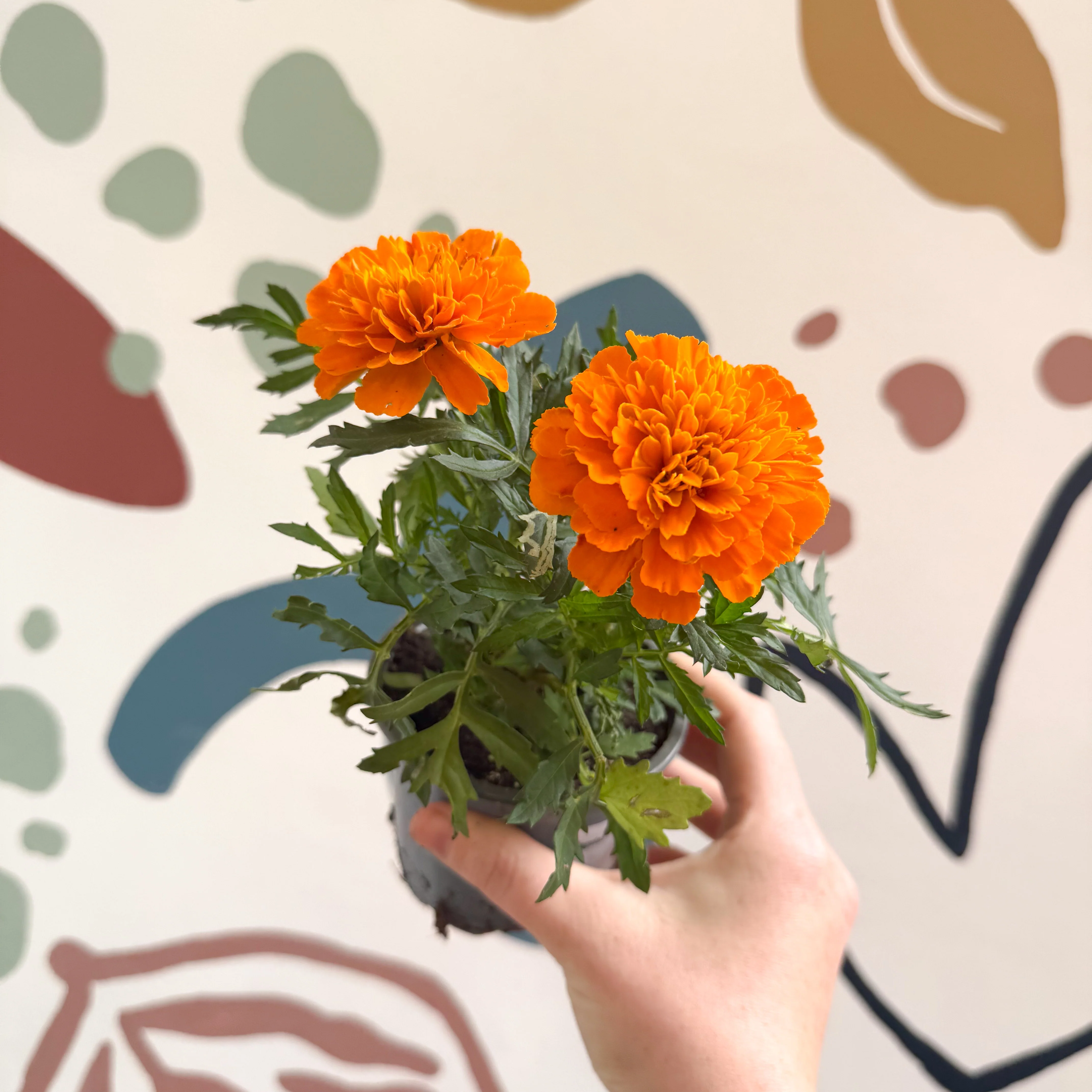 Tagetes - Orange African Marigold - Image 7