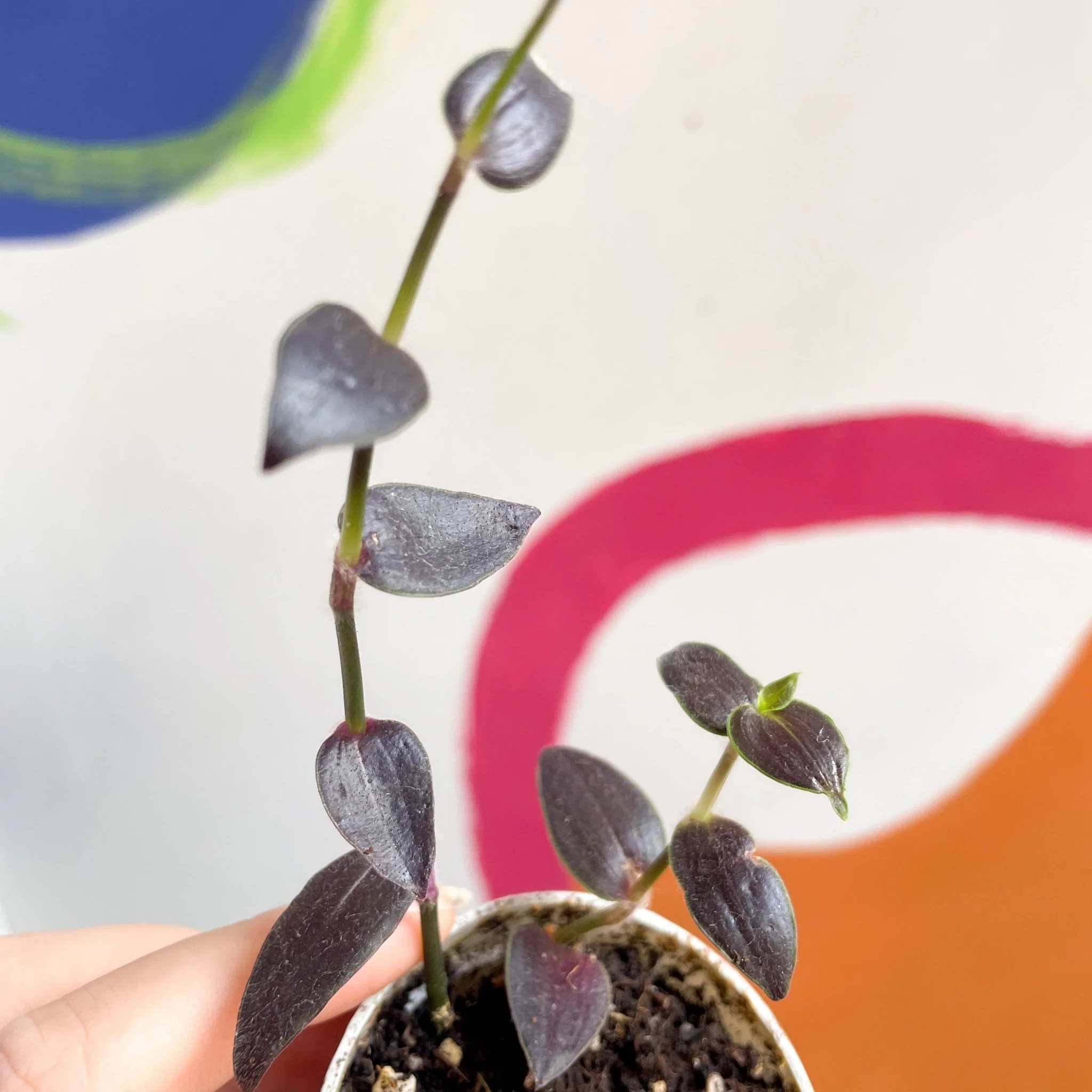 Tahitian Bridal Veil - Tradescantia geniculata 'Jose Puig' - Sprouts Grown By Us - Image 2