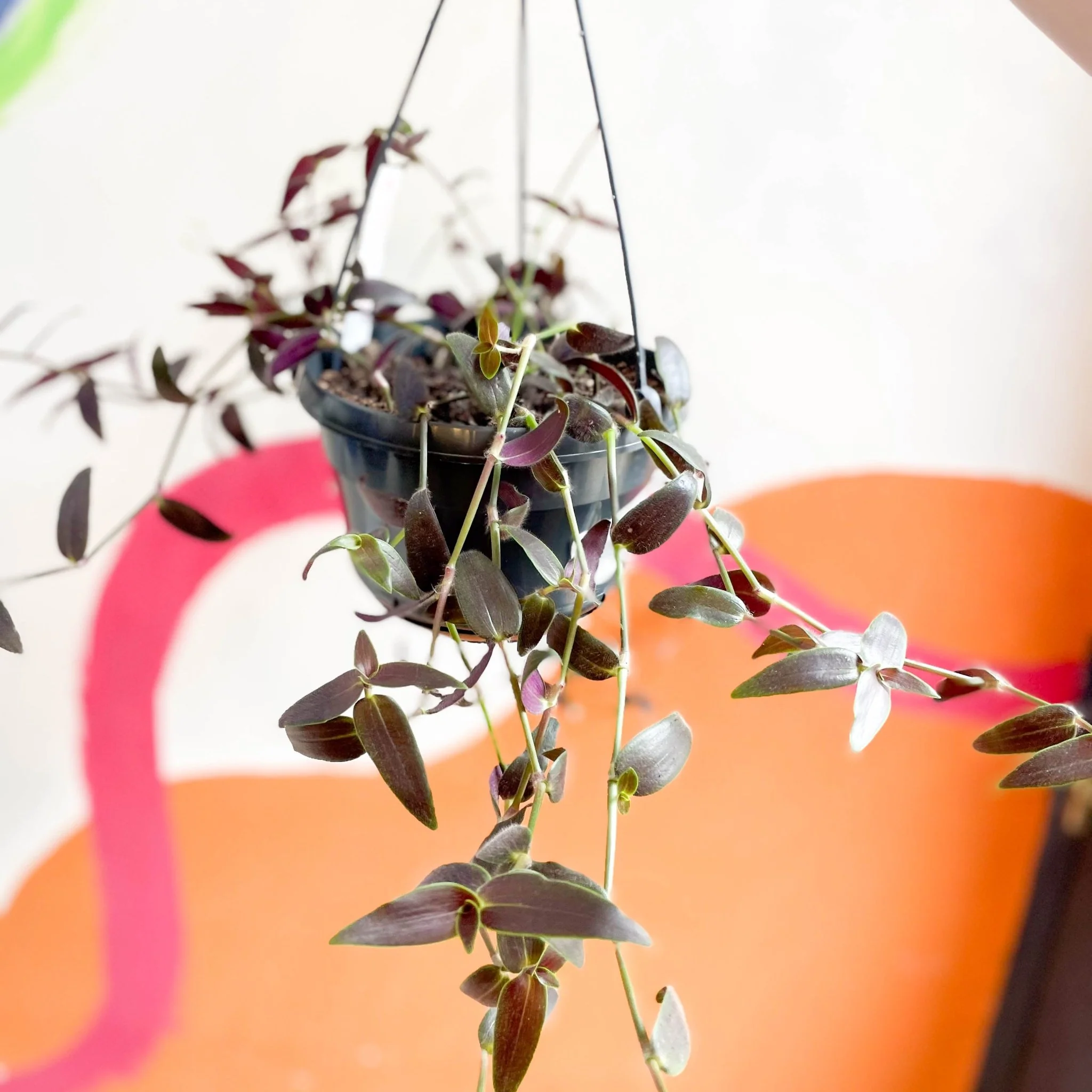 Tahitian Bridal Veil - Tradescantia geniculata 'Jose Puig' - Welsh Grown - Image 13