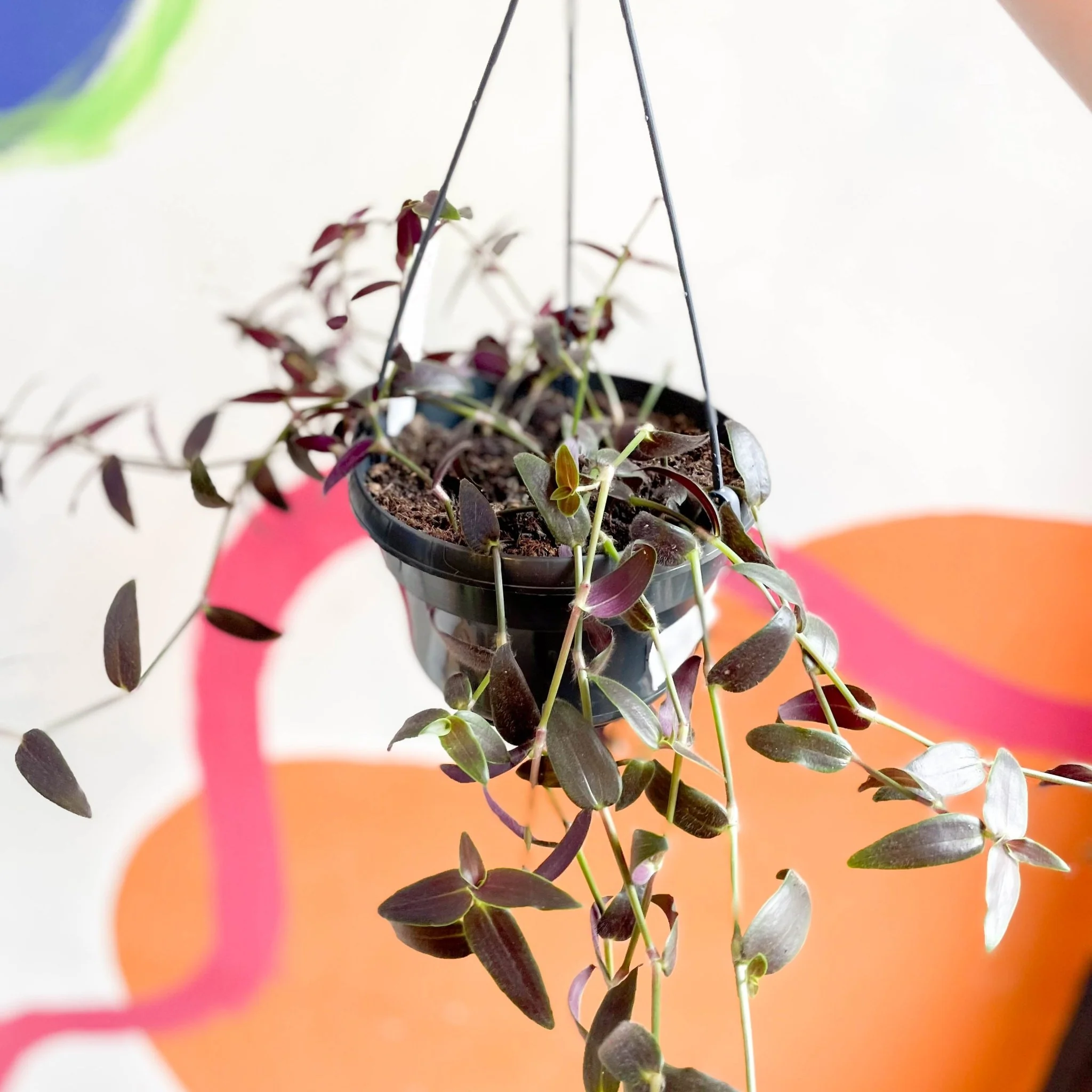 Tahitian Bridal Veil - Tradescantia geniculata 'Jose Puig' - Welsh Grown - Image 15