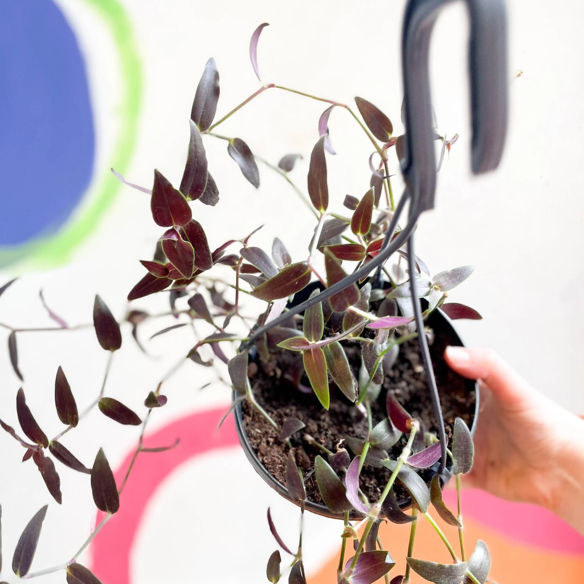 Tahitian Bridal Veil - Tradescantia geniculata 'Jose Puig' - Welsh Grown - Image 17