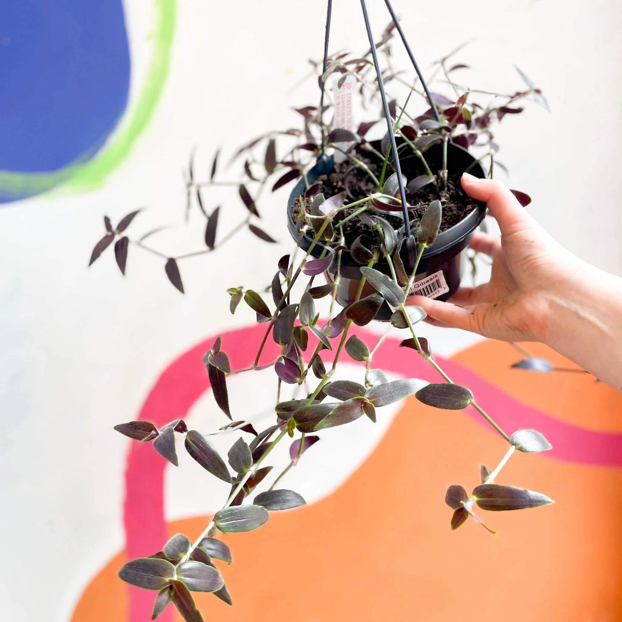 Tahitian Bridal Veil - Tradescantia geniculata 'Jose Puig' - Welsh Grown - Image 18