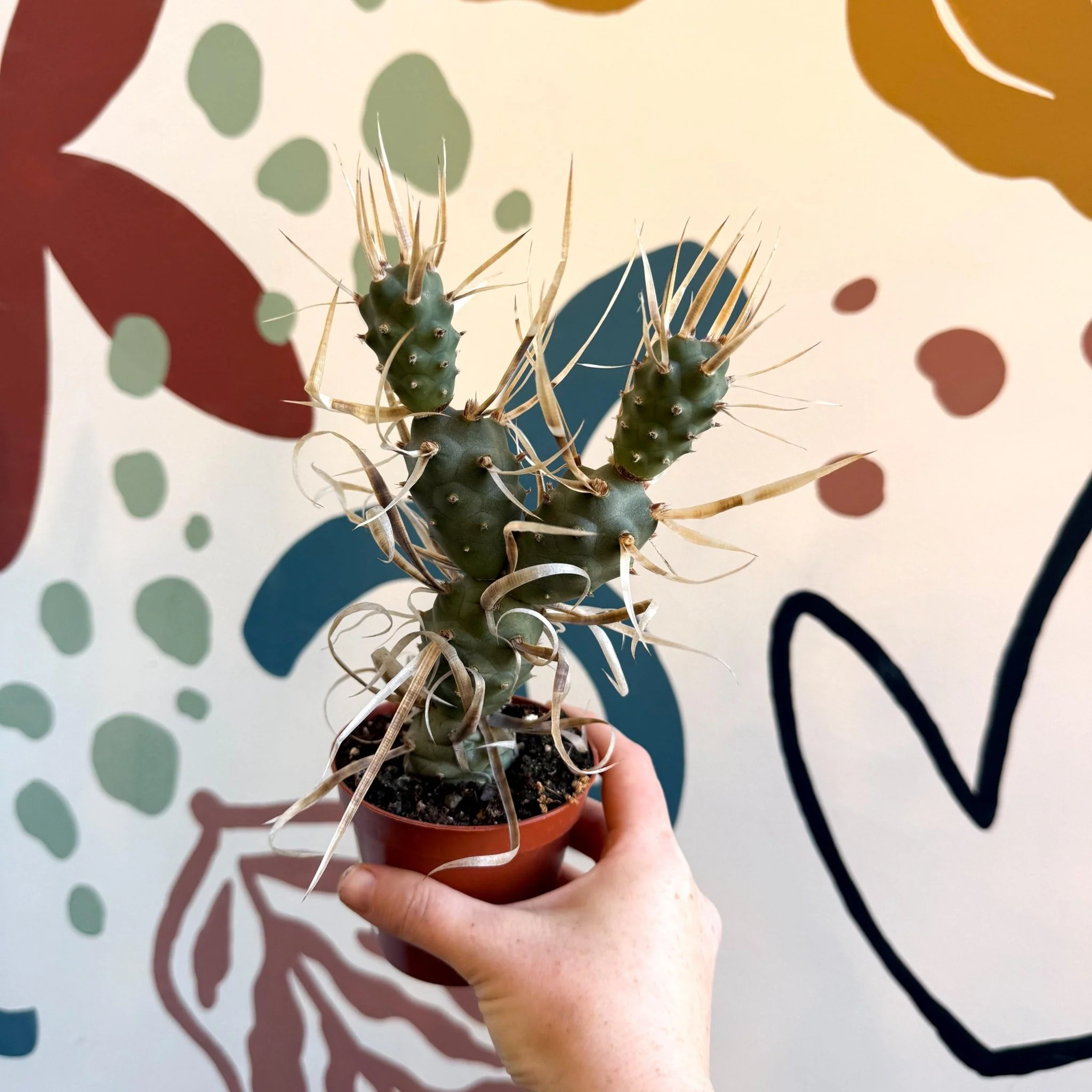 Tephrocactus strobiliformis – Pine Cone Cactus