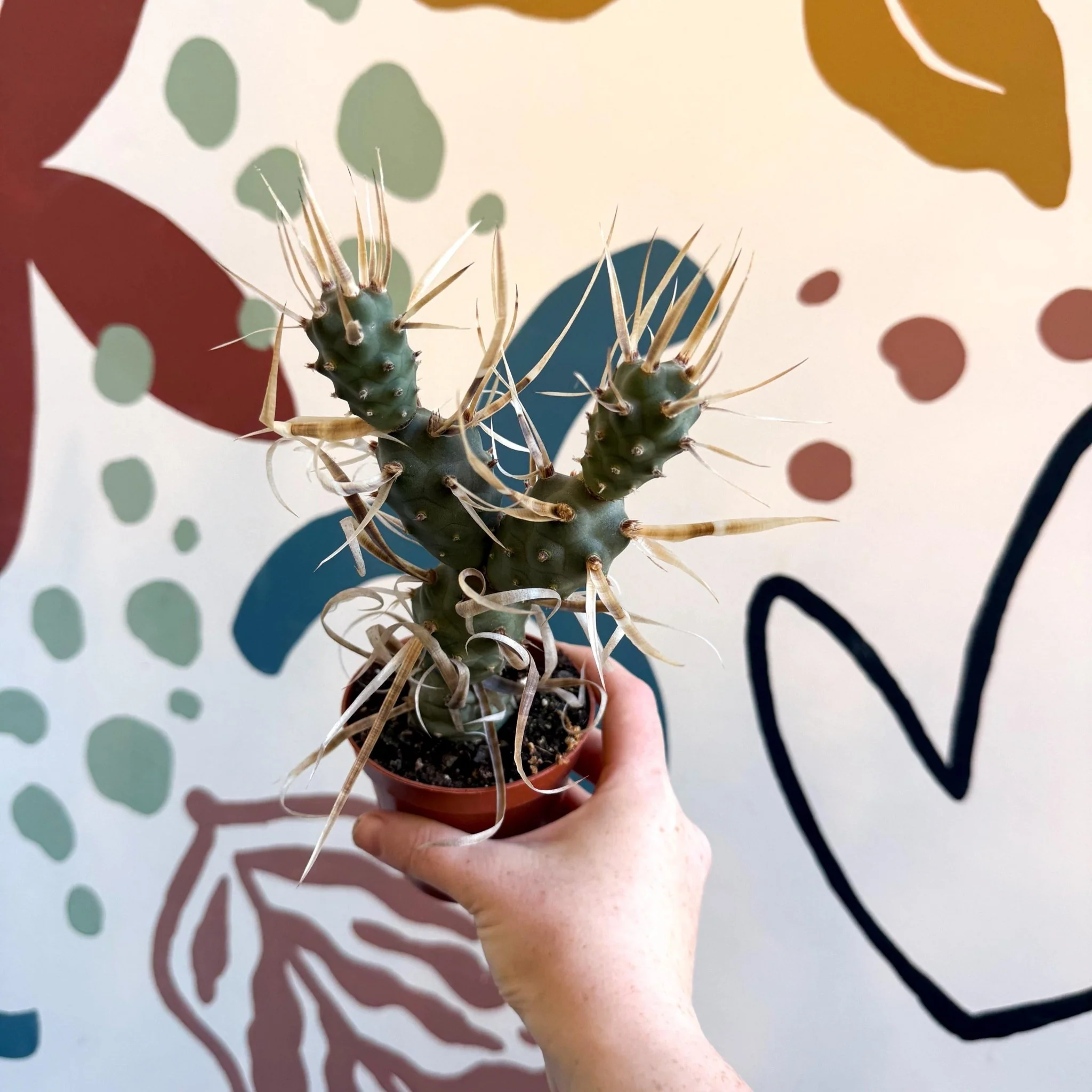 Tephrocactus strobiliformis – Pine Cone Cactus - Image 4