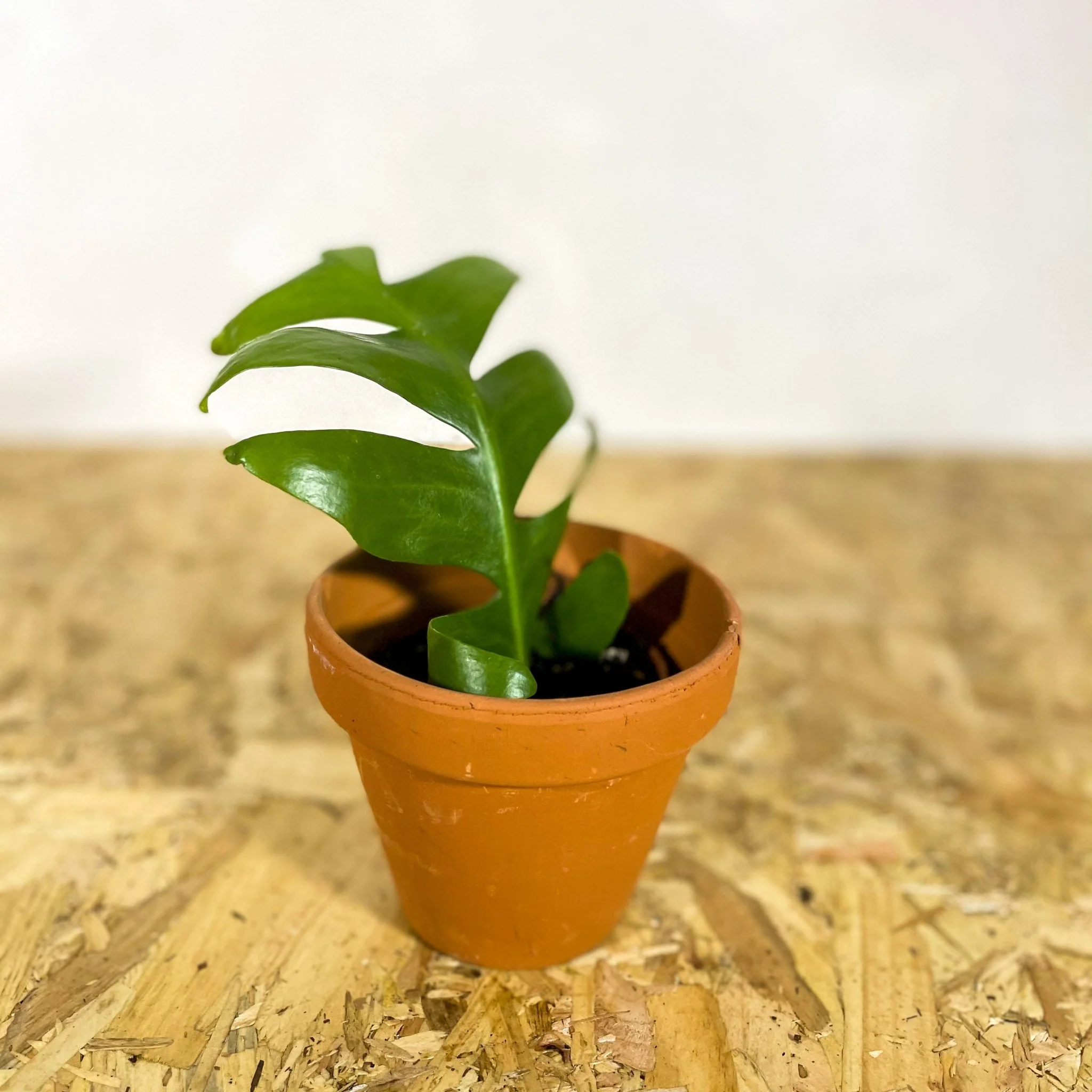 Terracotta Pots - Image 13