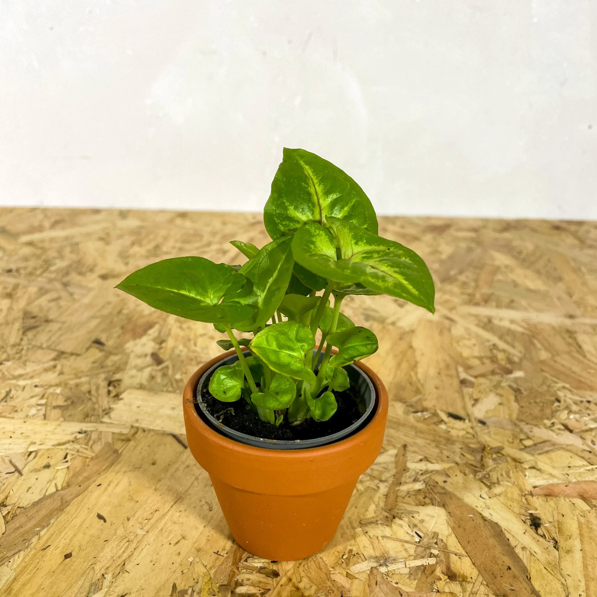 Terracotta Pots - Image 15