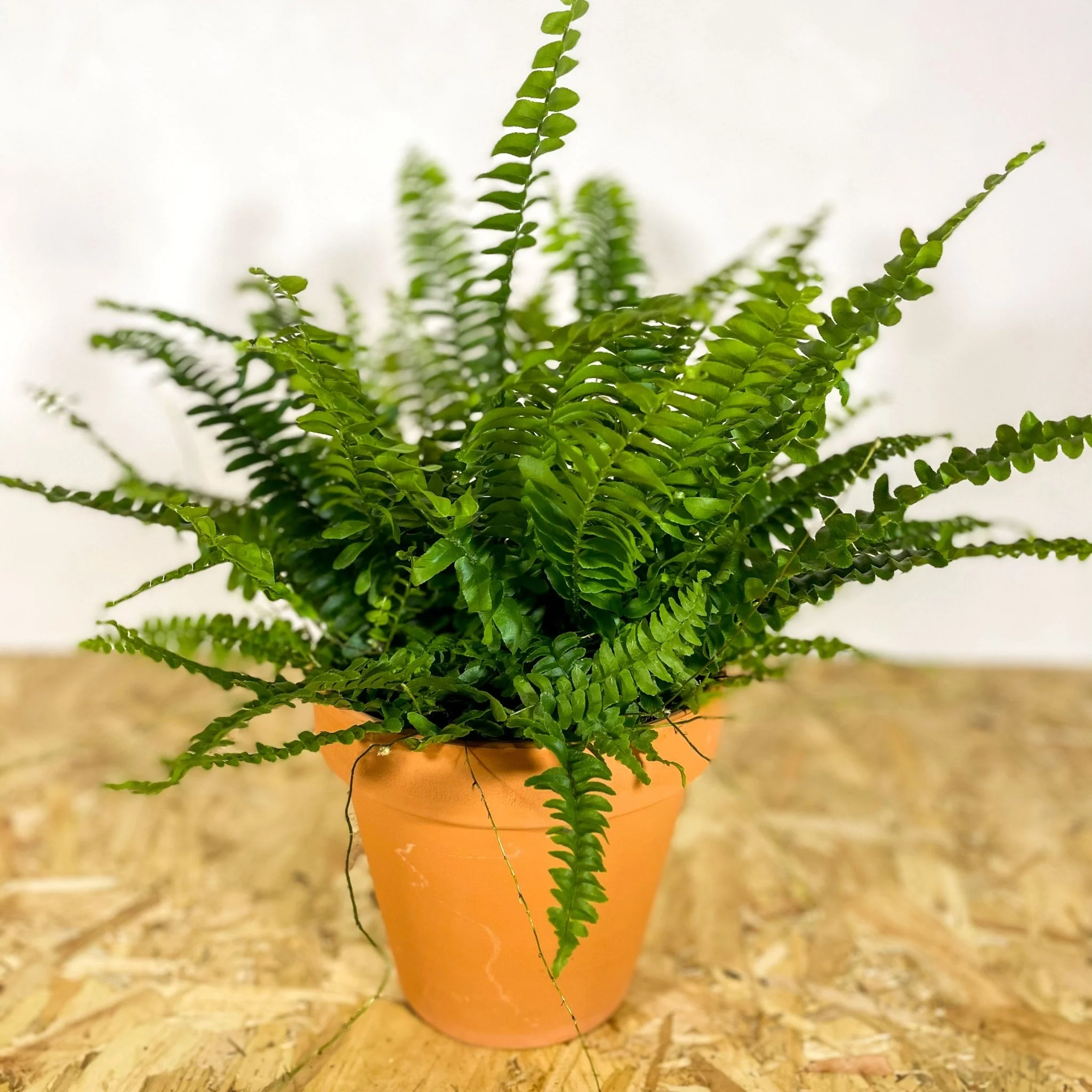 Terracotta Pots - Image 9