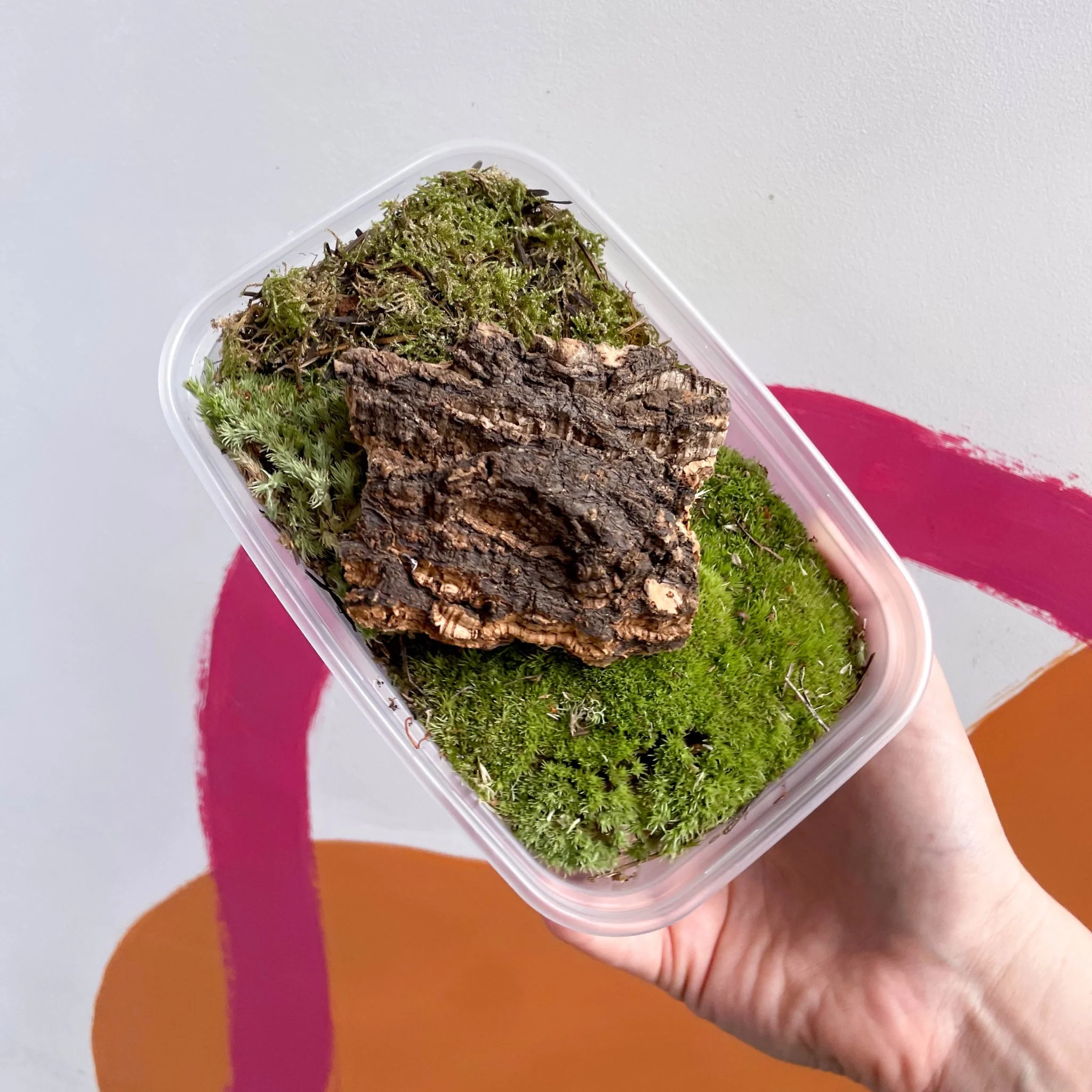 Build Your Own Terrarium Kit – Brenda Jungle Jar - Image 7