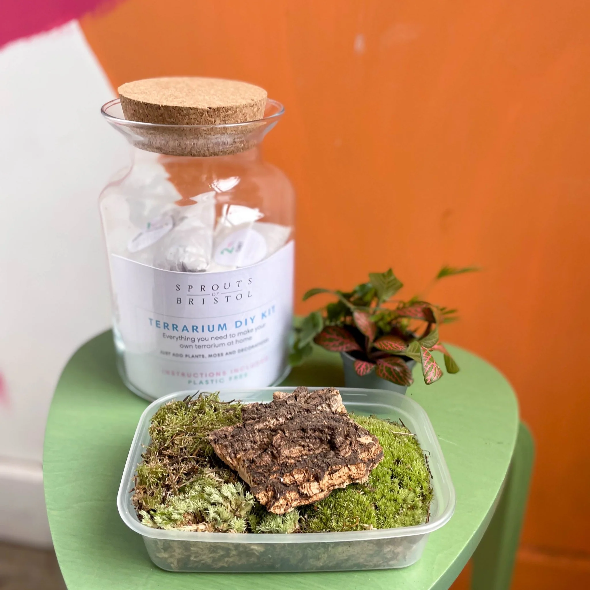 Build Your Own Terrarium Kit – Brenda Jungle Jar - Image 9