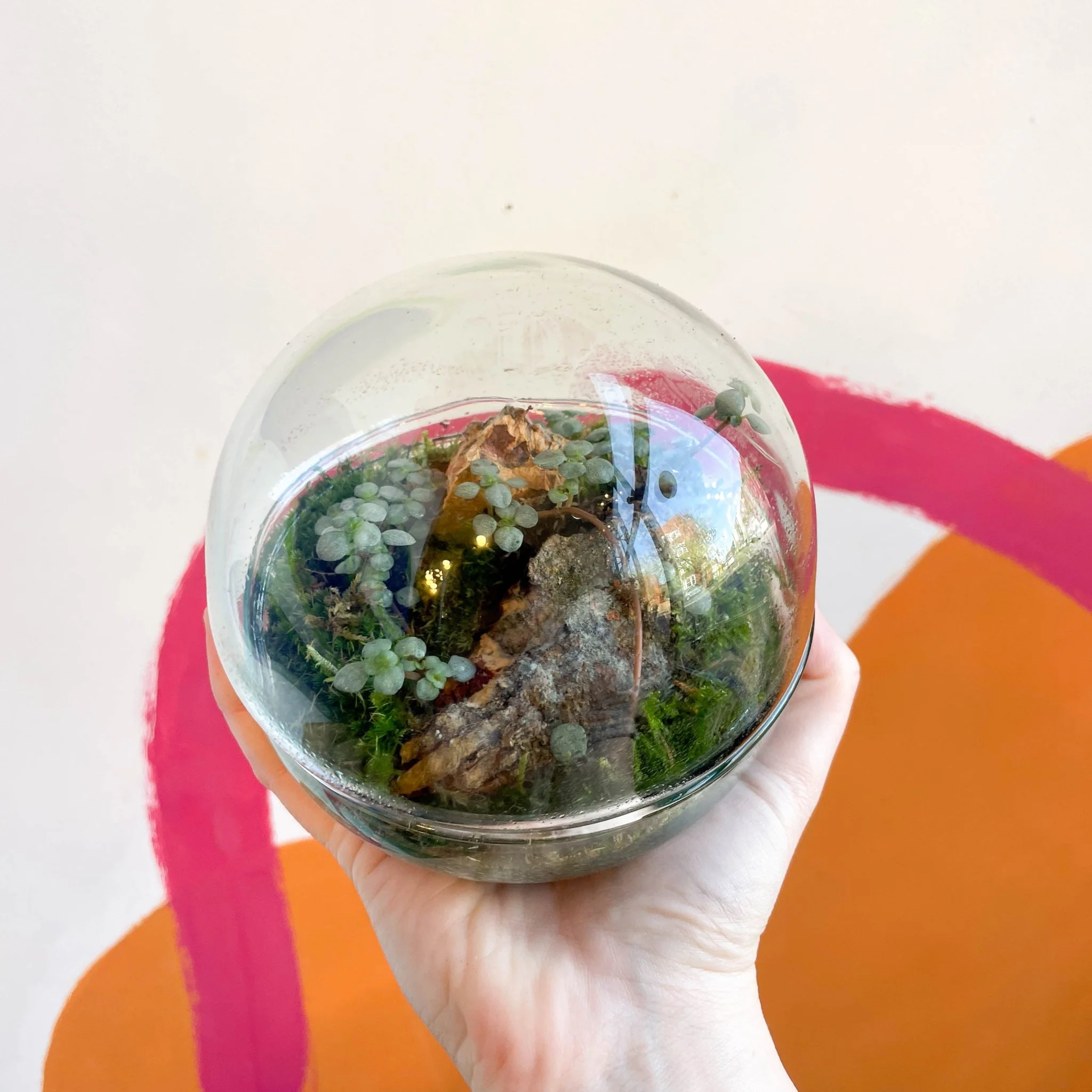 The Jungle Orb - Bioactive Terrarium