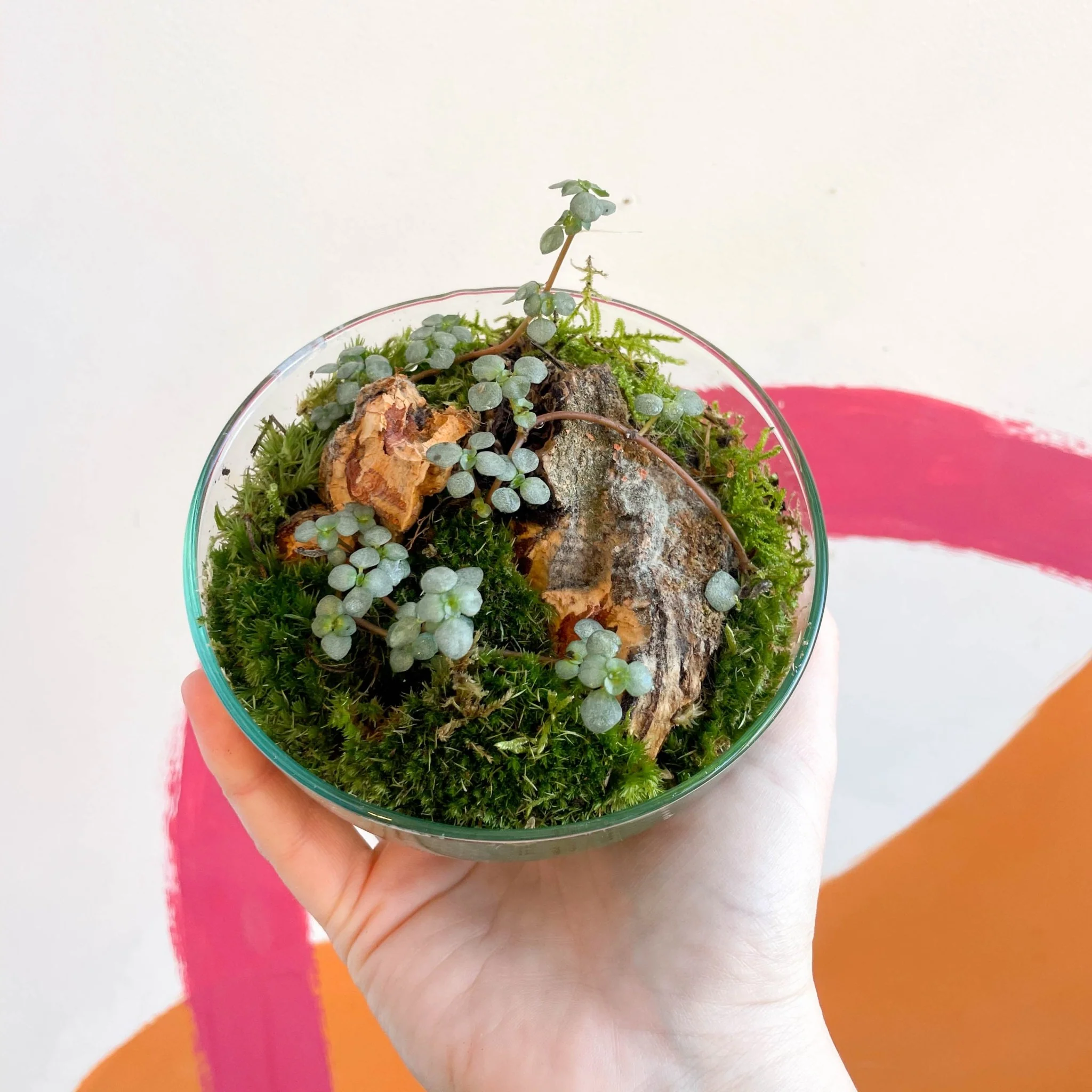 The Jungle Orb - Bioactive Terrarium - Image 2