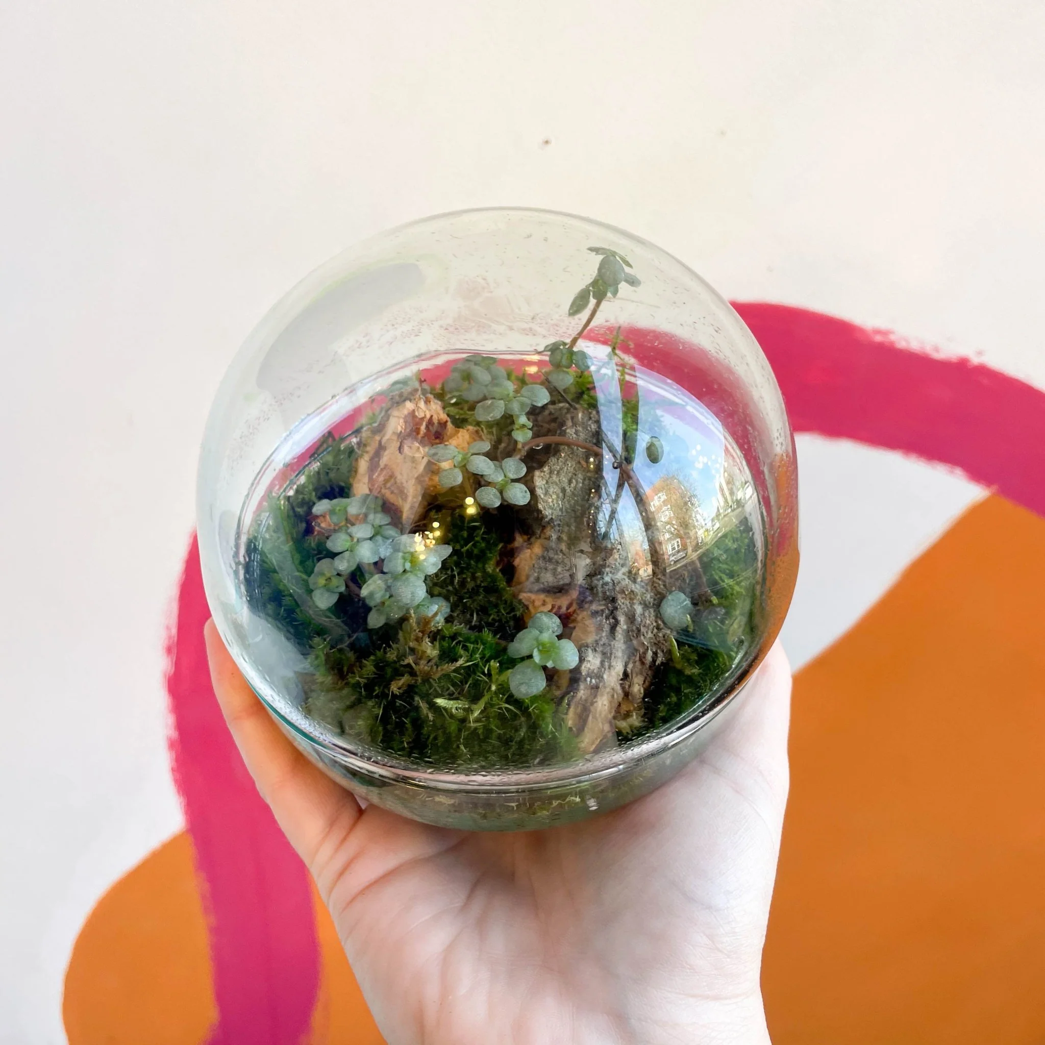 The Jungle Orb - Bioactive Terrarium - Image 3