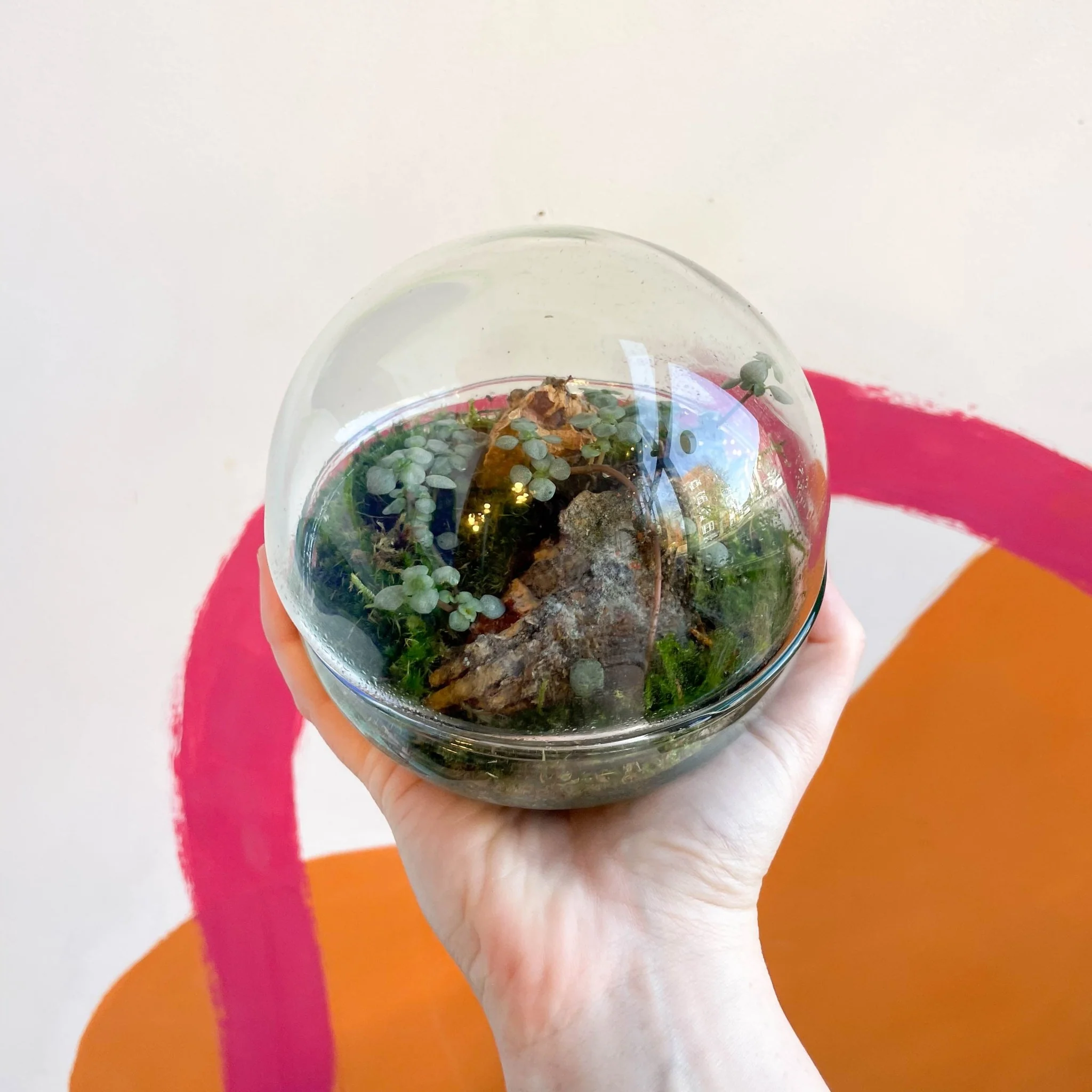 The Jungle Orb - Bioactive Terrarium - Image 4