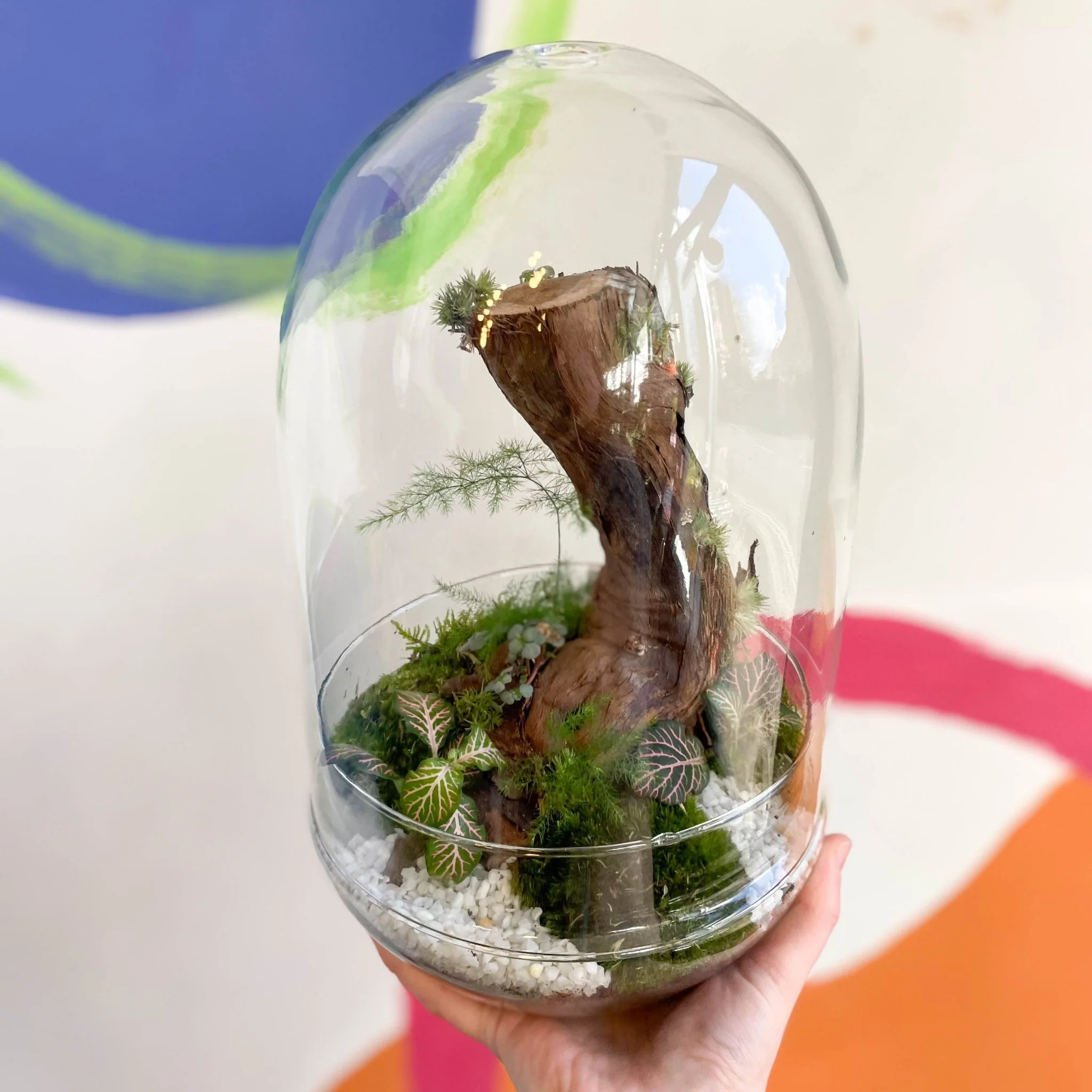The Large Jungle Egg - Bioactive Terrarium