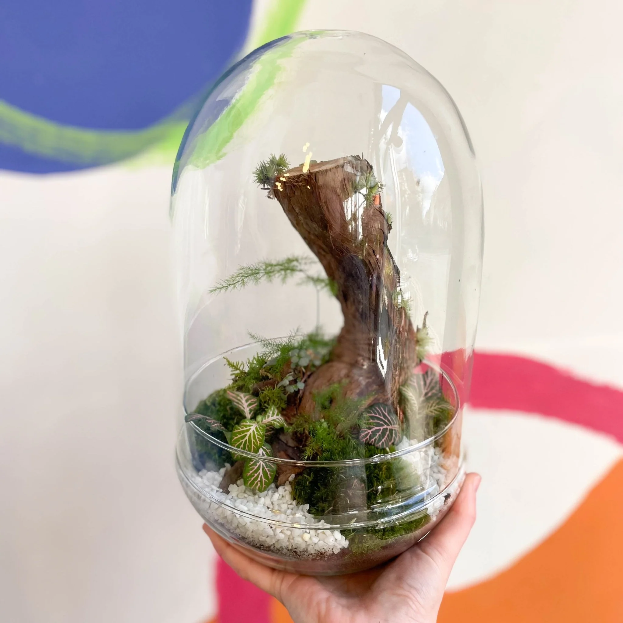 The Large Jungle Egg - Bioactive Terrarium - Image 2