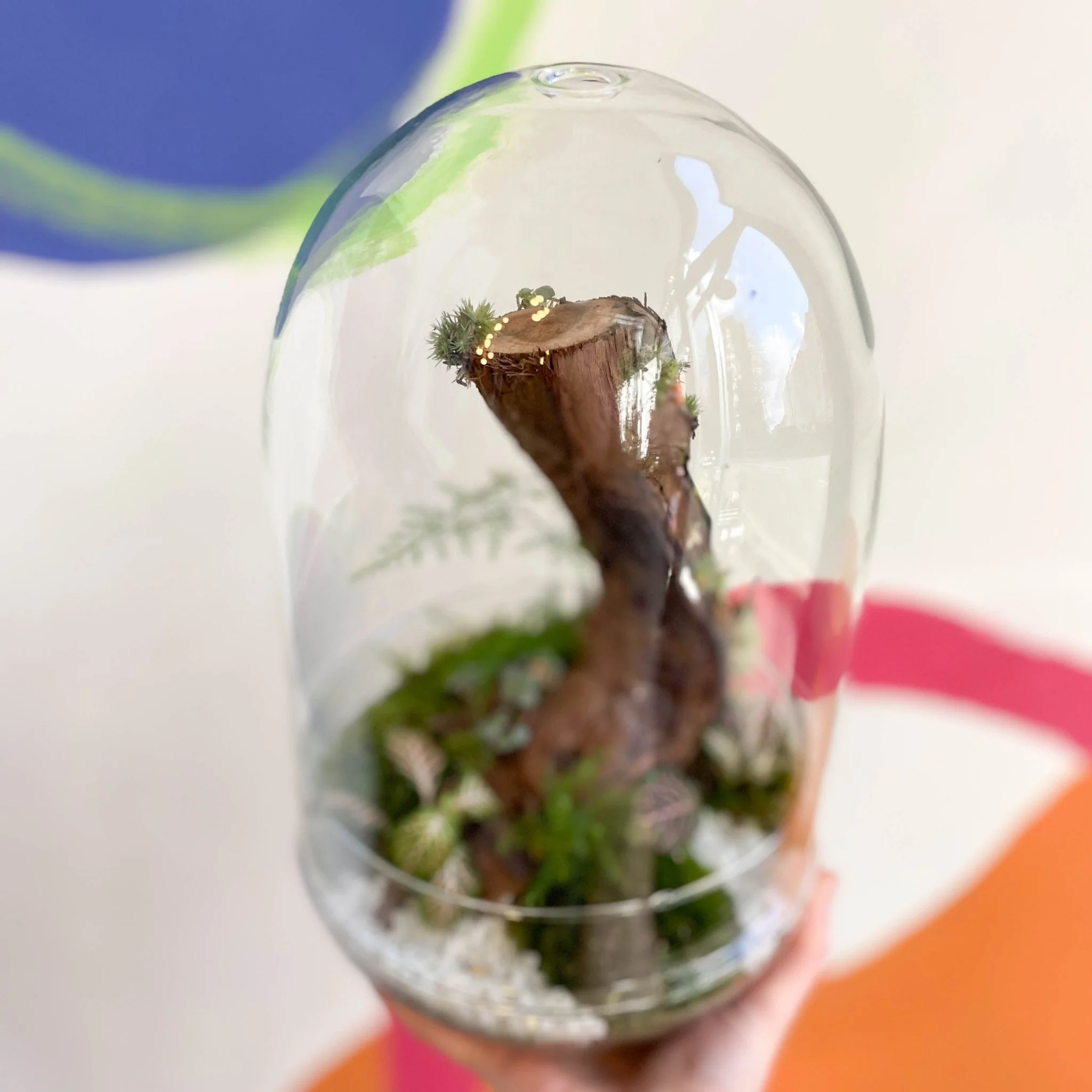 The Large Jungle Egg - Bioactive Terrarium - Image 3