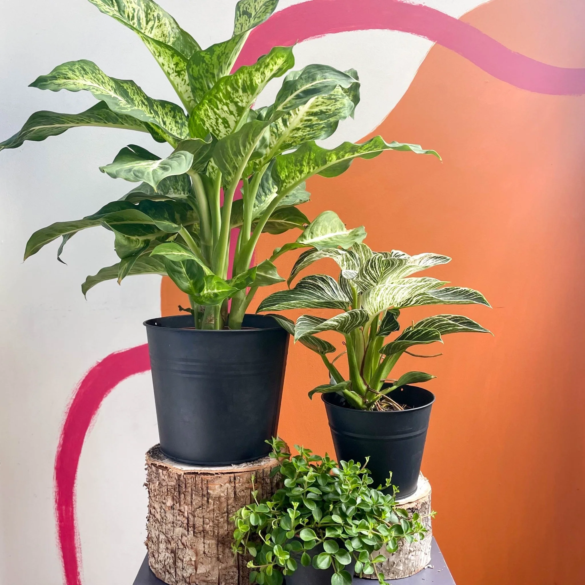 Tropical Mystery Plant Bundle | Subscription Available | House Plant Lucky Dip Gift Set - Image 3