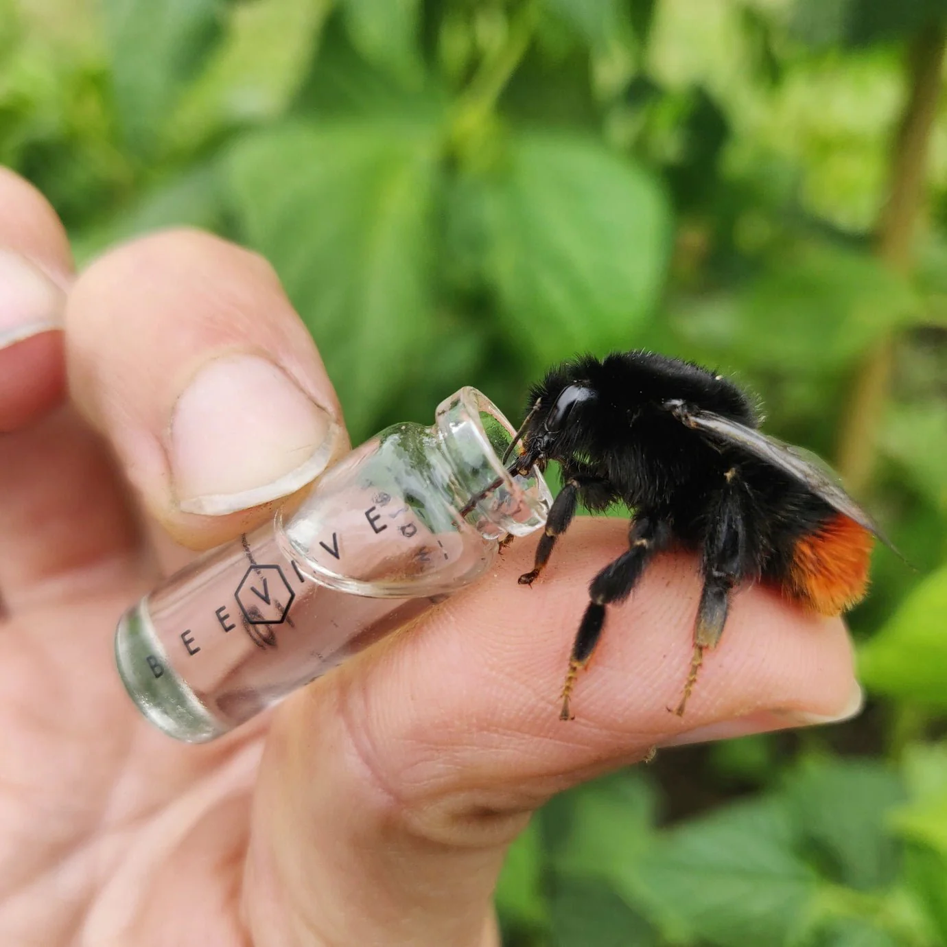 The Original Bee Revival Kit Keyring - Image 2
