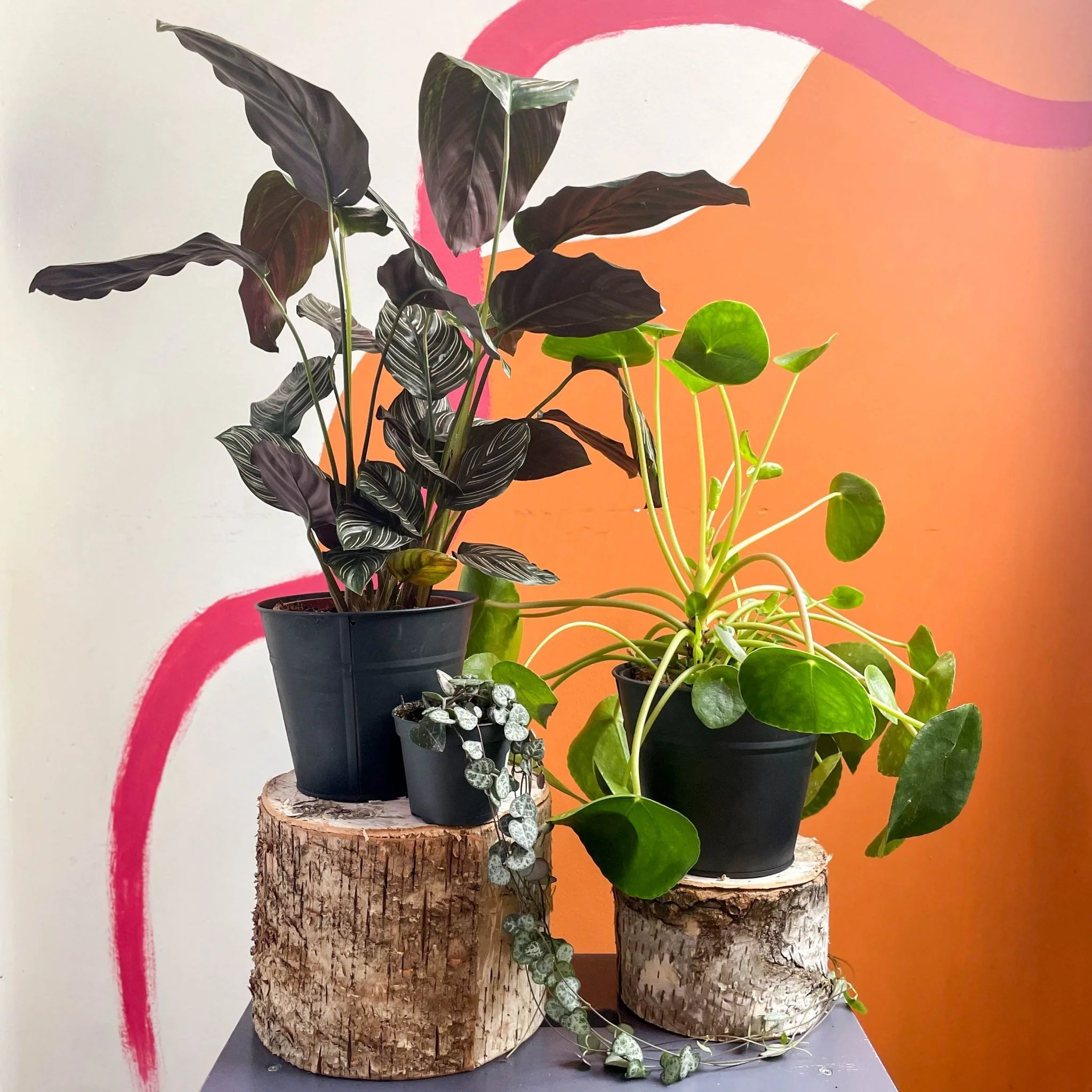 Pet Friendly Mystery Plant Bundle | Subscription Available | House Plant Lucky Dip Gift Set - Image 3