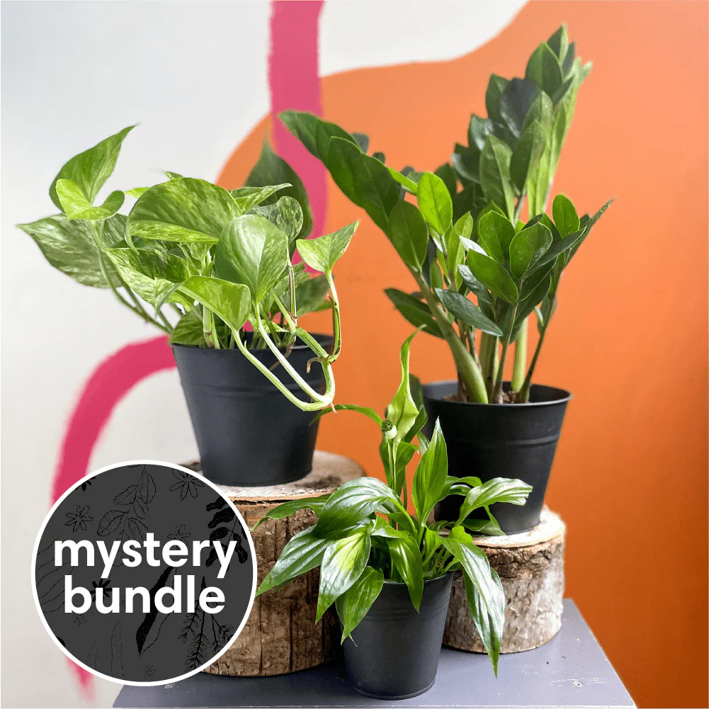 Plant Novice Mystery Plant Bundle | Subscription Available | House Plant Lucky Dip Gift Set | House Warming Present
