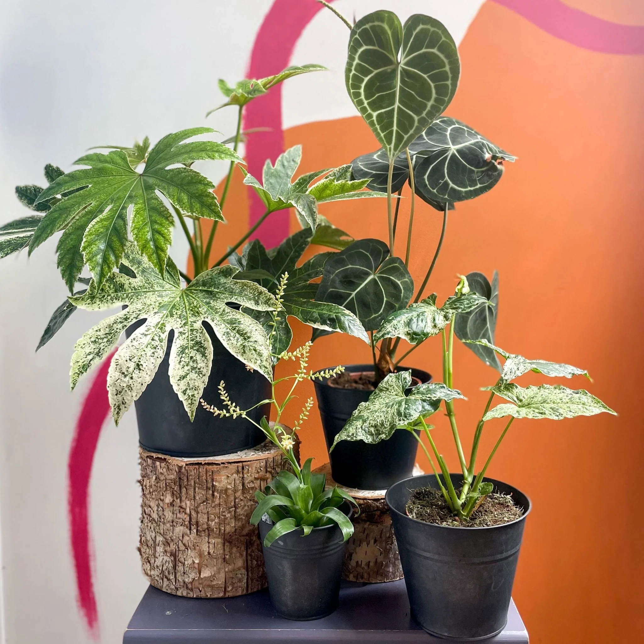 Strange & Unusual Mystery Plant Bundle | Subscription Available | House Plant Lucky Dip Gift Set - Image 3