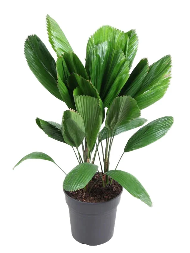 Licuala grandis - Ruffled Fan Palm