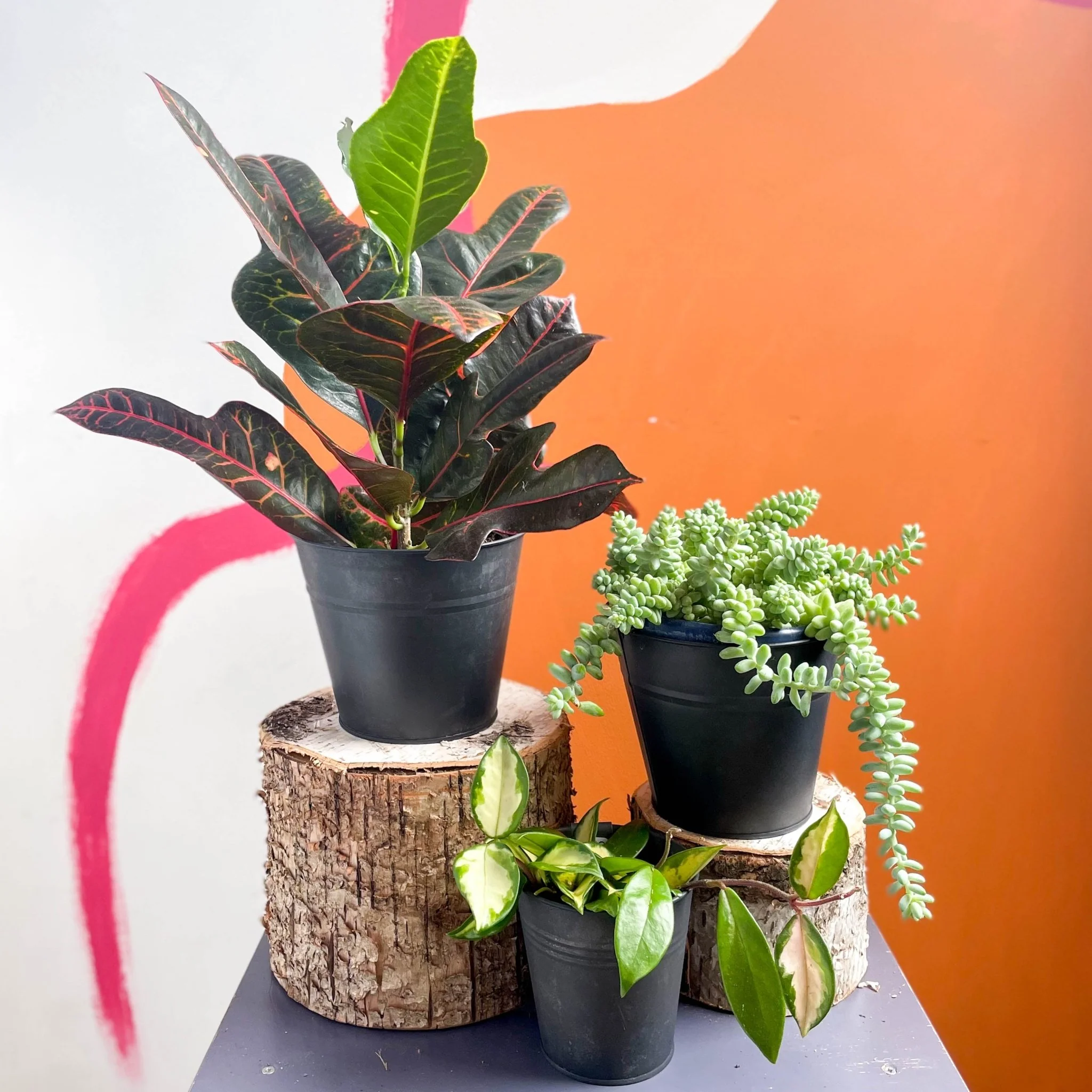 Sunny Spot Mystery Plant Bundle | Subscription Available | House Plant Lucky Dip Gift Set - Image 3