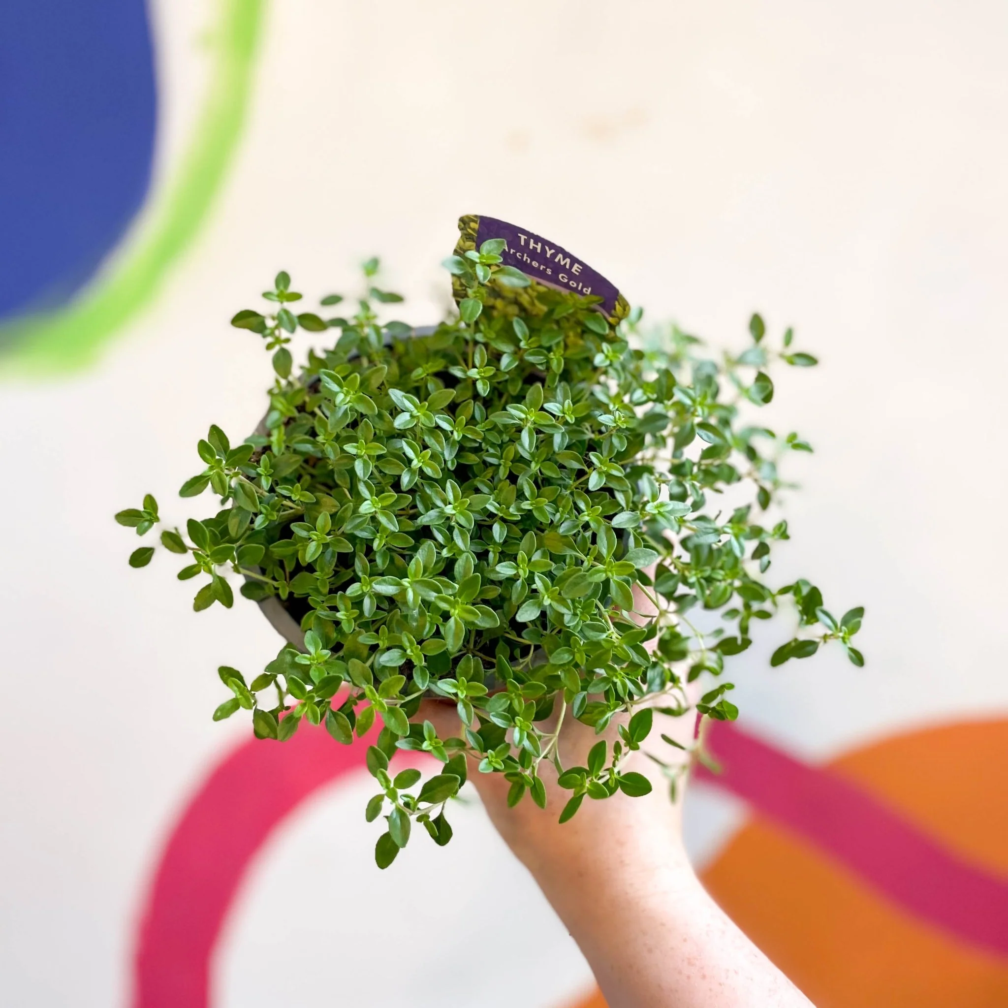 Thymus citriodorus 'Archers Gold' - Thyme [British Grown Culinary Herbs]