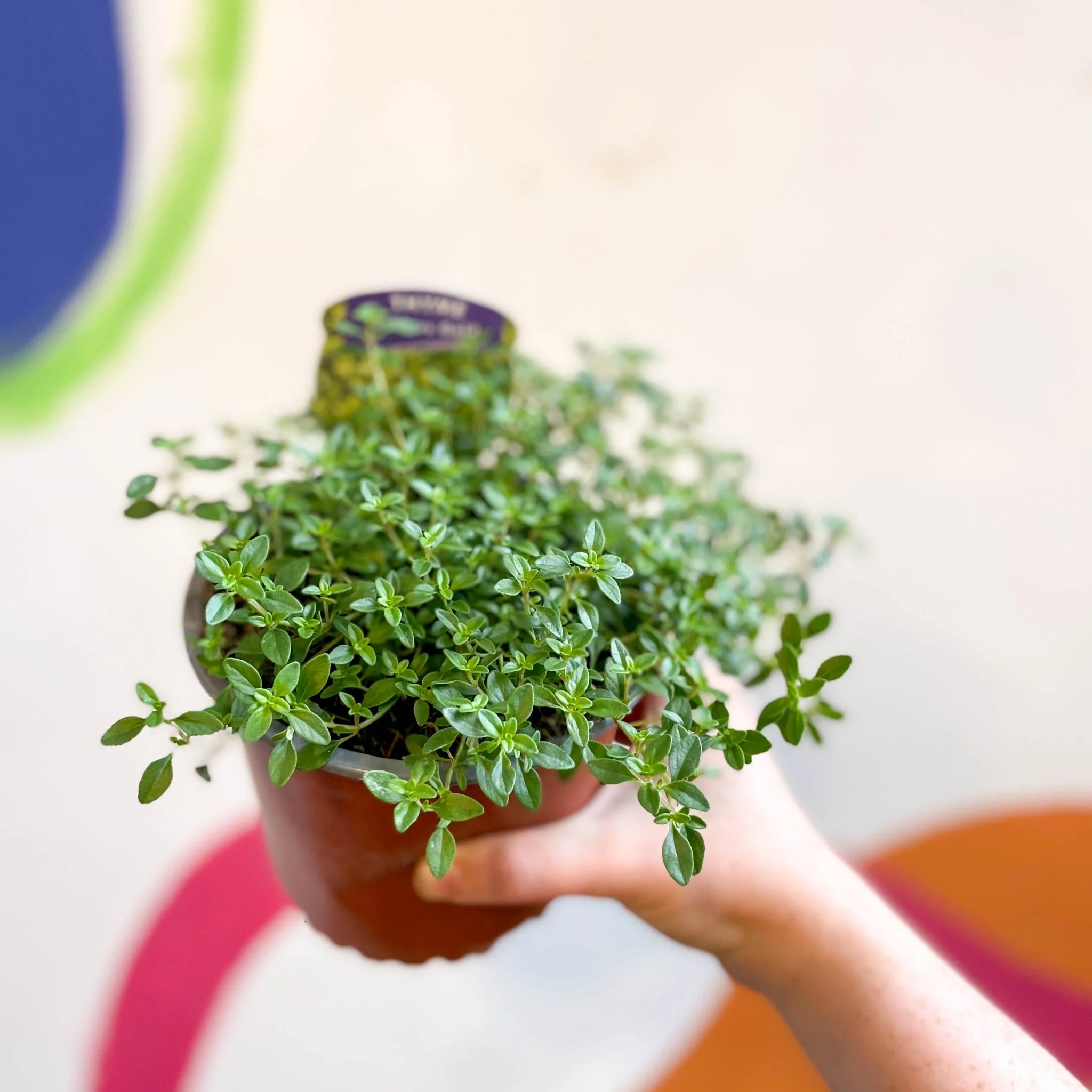 Thymus citriodorus 'Archers Gold' - Thyme [British Grown Culinary Herbs] - Image 2