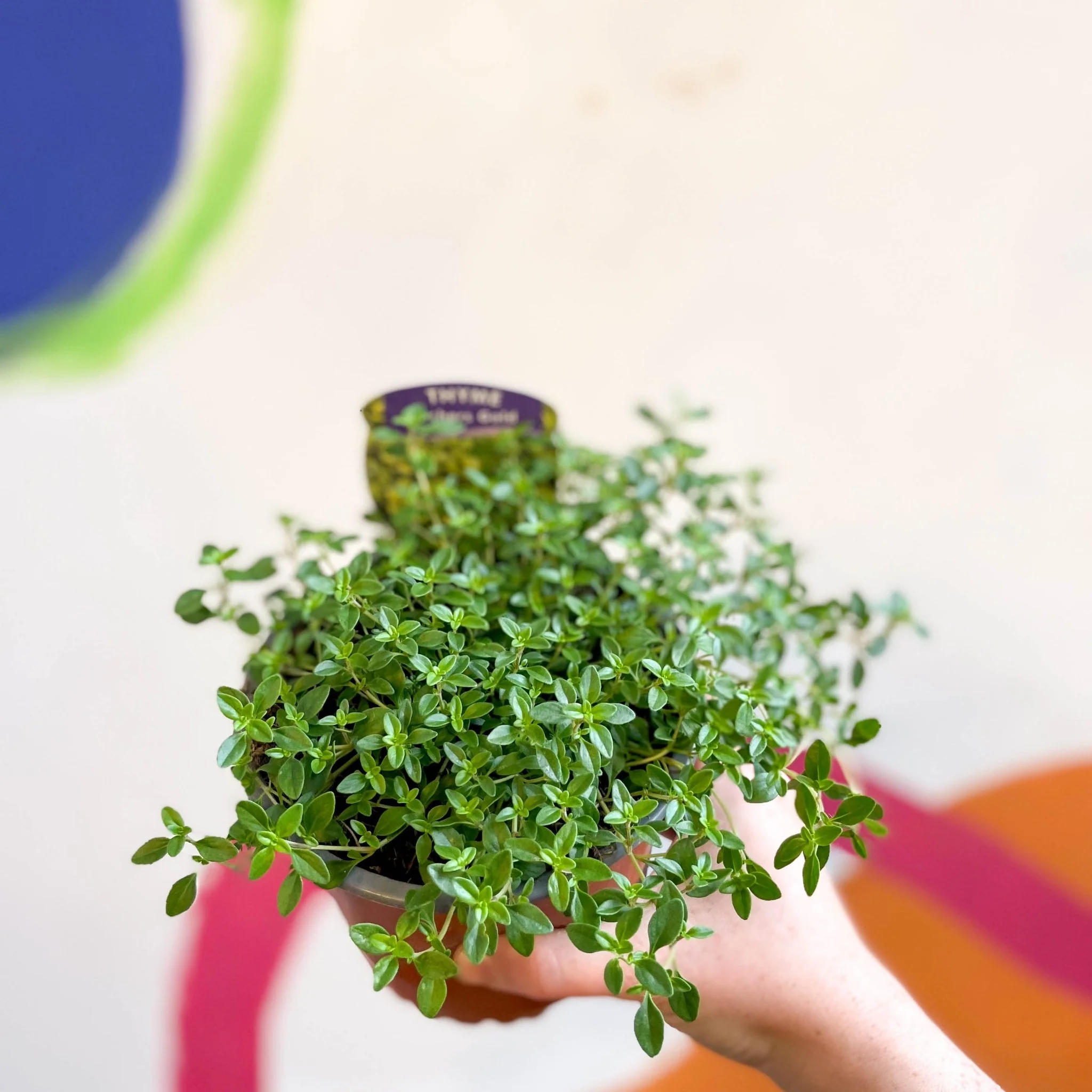 Thymus citriodorus 'Archers Gold' - Thyme [British Grown Culinary Herbs] - Image 3