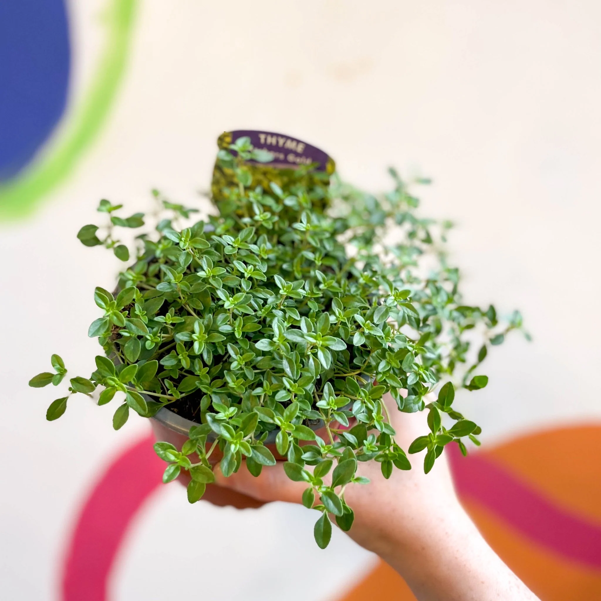 Thymus citriodorus 'Archers Gold' - Thyme [British Grown Culinary Herbs] - Image 4