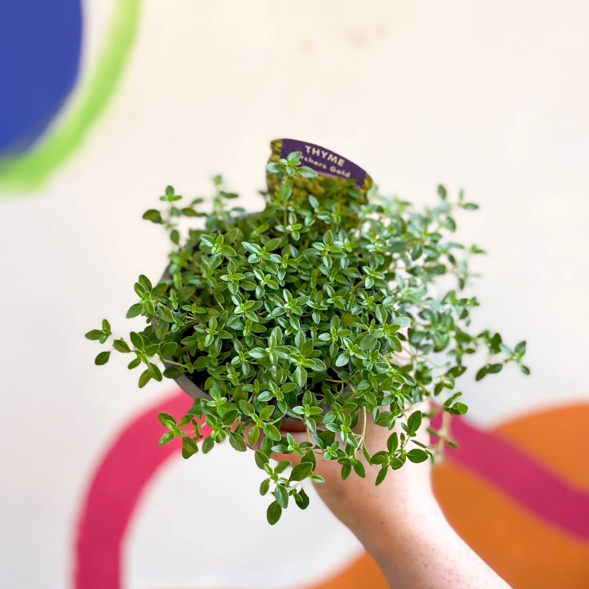 Thymus citriodorus 'Archers Gold' - Thyme [British Grown Culinary Herbs] - Image 5