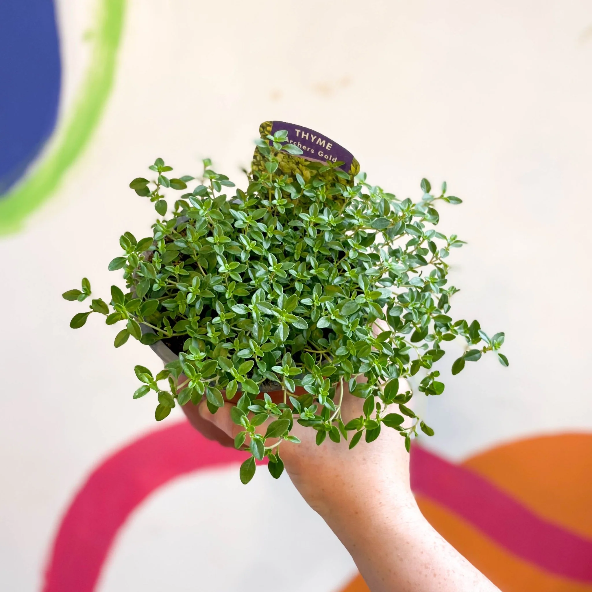 Thymus citriodorus 'Archers Gold' - Thyme [British Grown Culinary Herbs] - Image 6