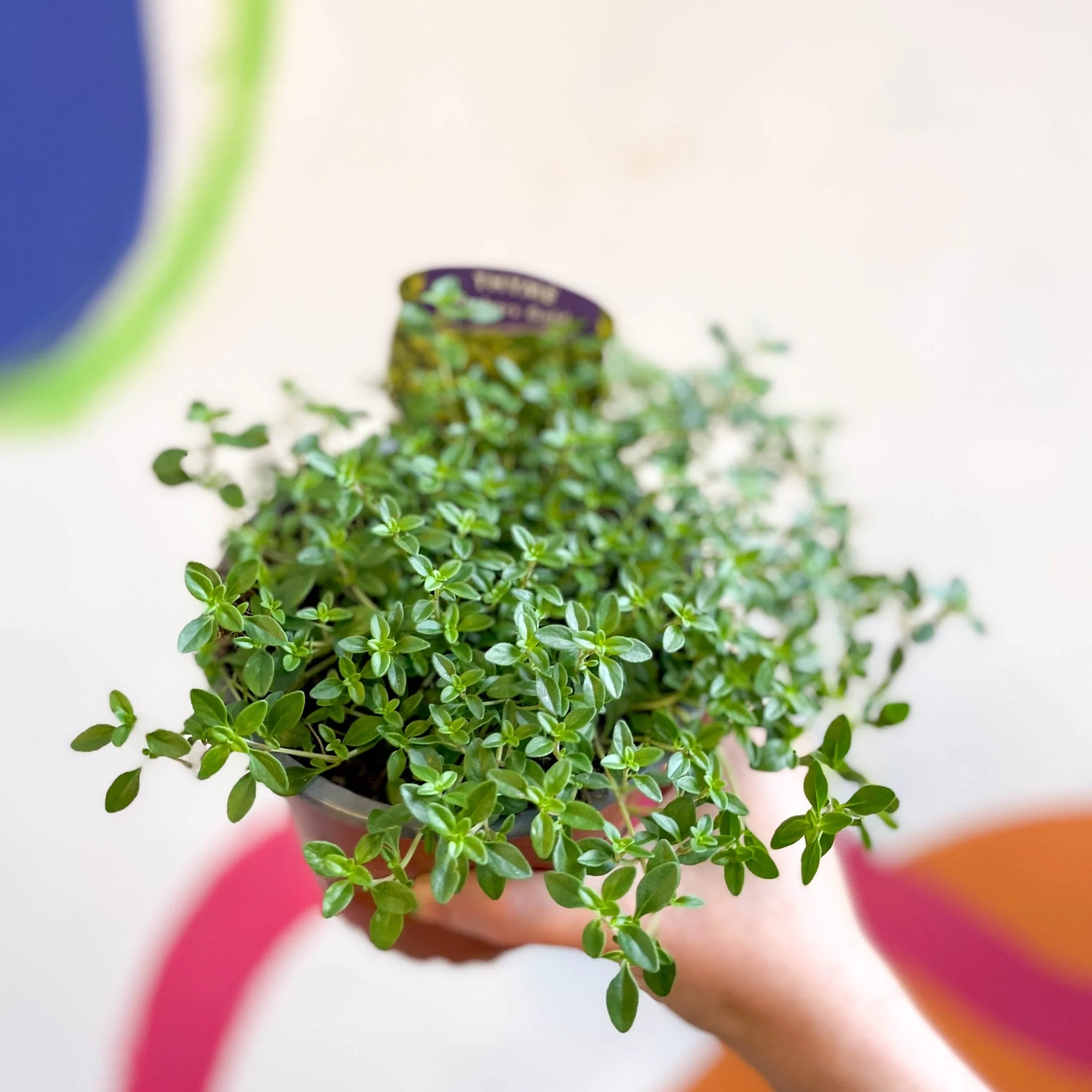 Thymus citriodorus 'Archers Gold' - Thyme [British Grown Culinary Herbs] - Image 7