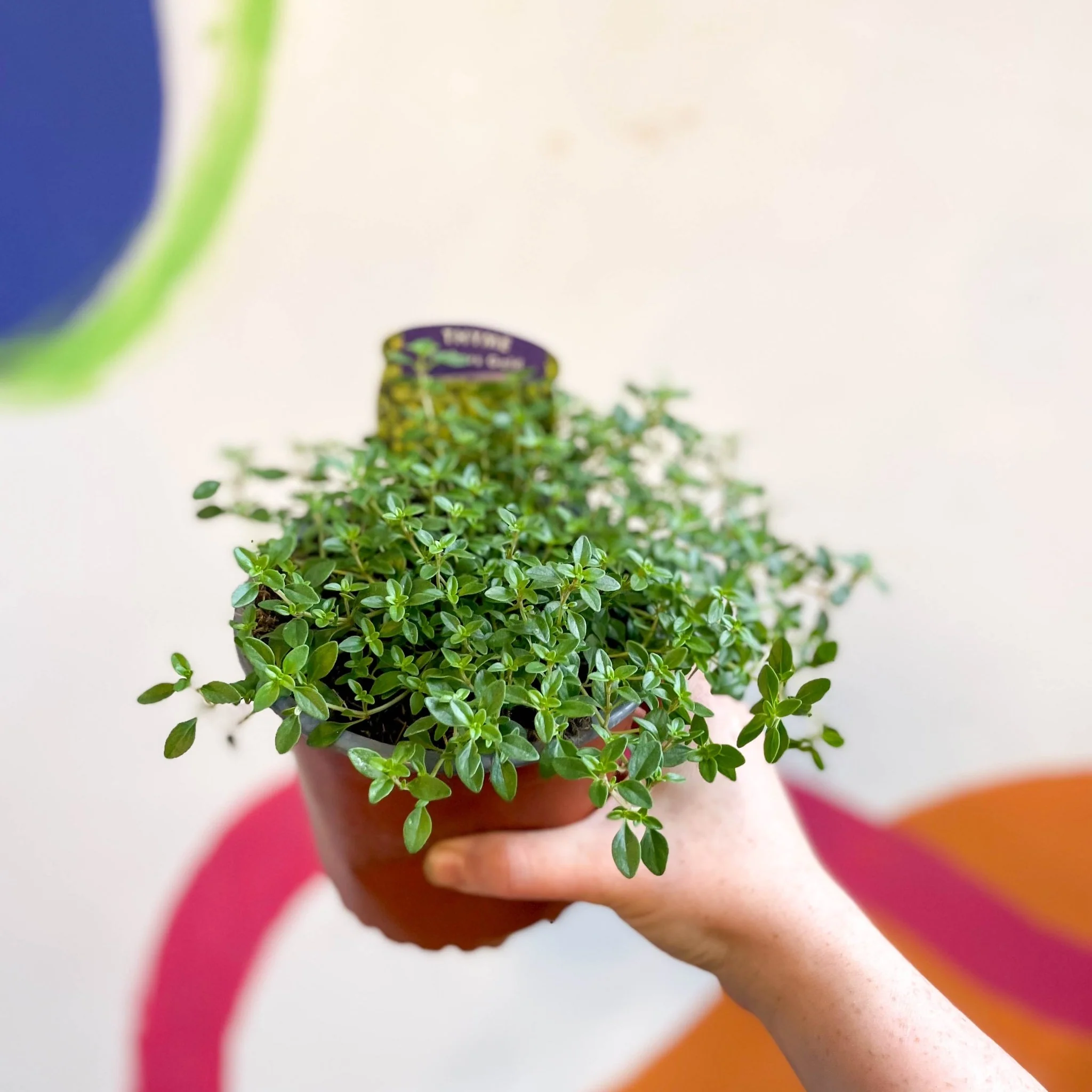 Thymus citriodorus 'Archers Gold' - Thyme [British Grown Culinary Herbs] - Image 8