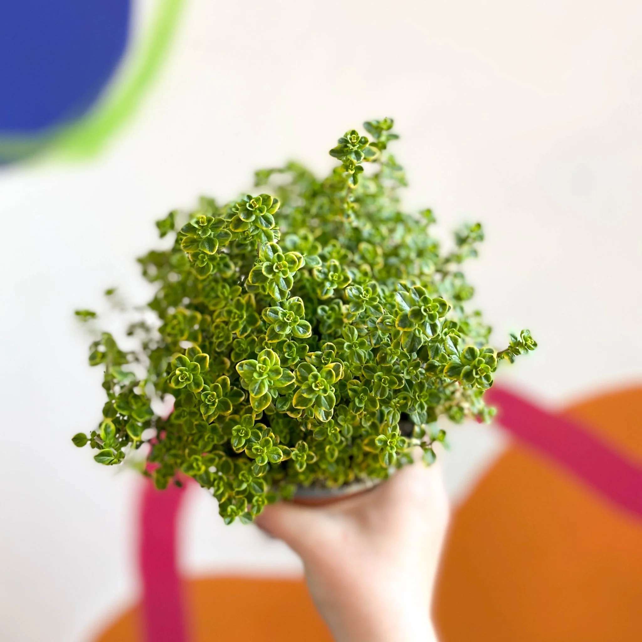 Thyme - Thymus citriodorus 'Golden Queen' - British Grown Culinary Herbs