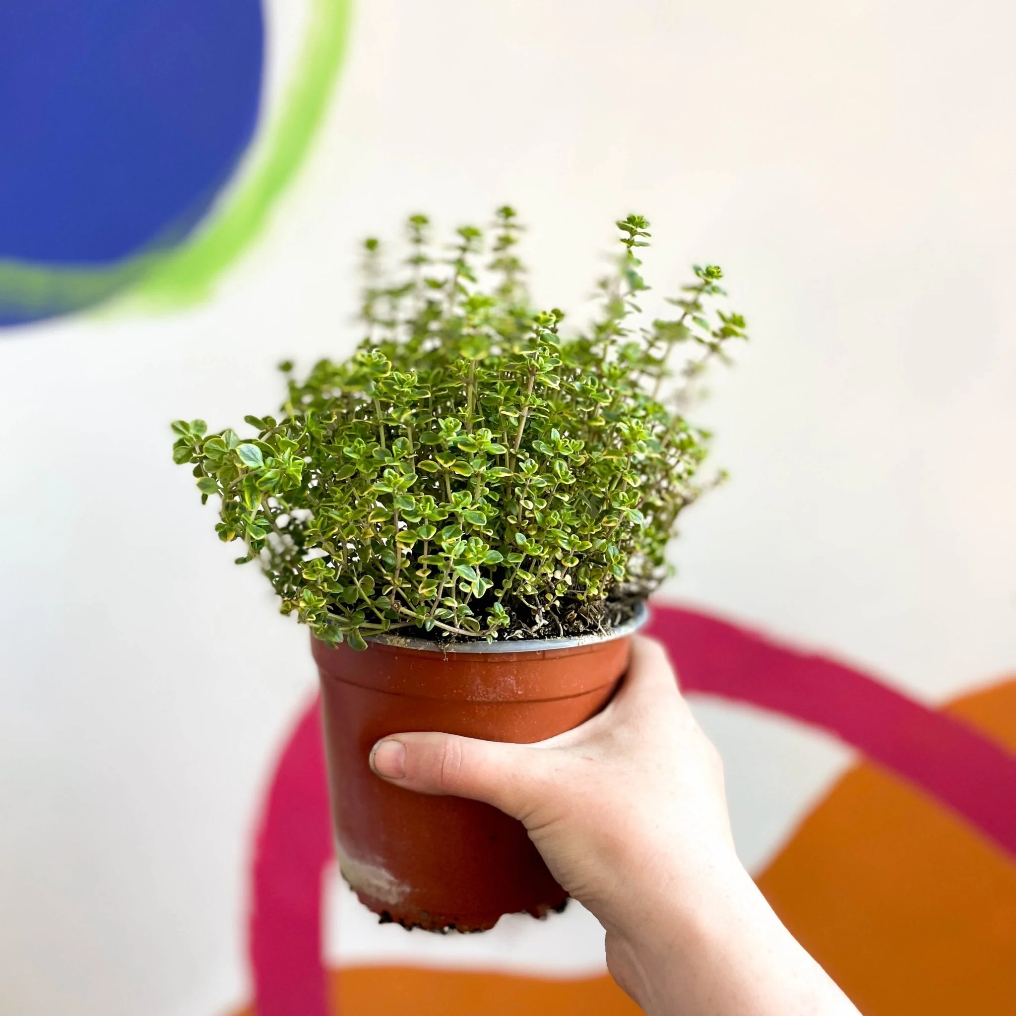 Thyme - Thymus citriodorus 'Golden Queen' - British Grown Culinary Herbs - Image 2