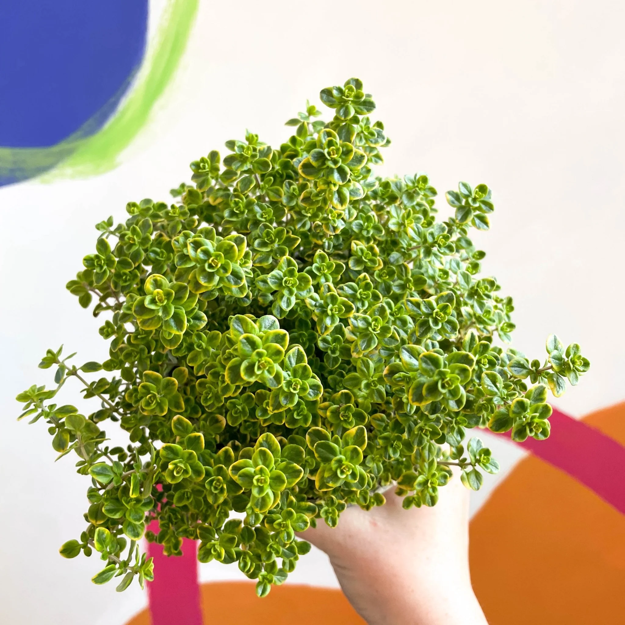 Thyme - Thymus citriodorus 'Golden Queen' - British Grown Culinary Herbs - Image 3
