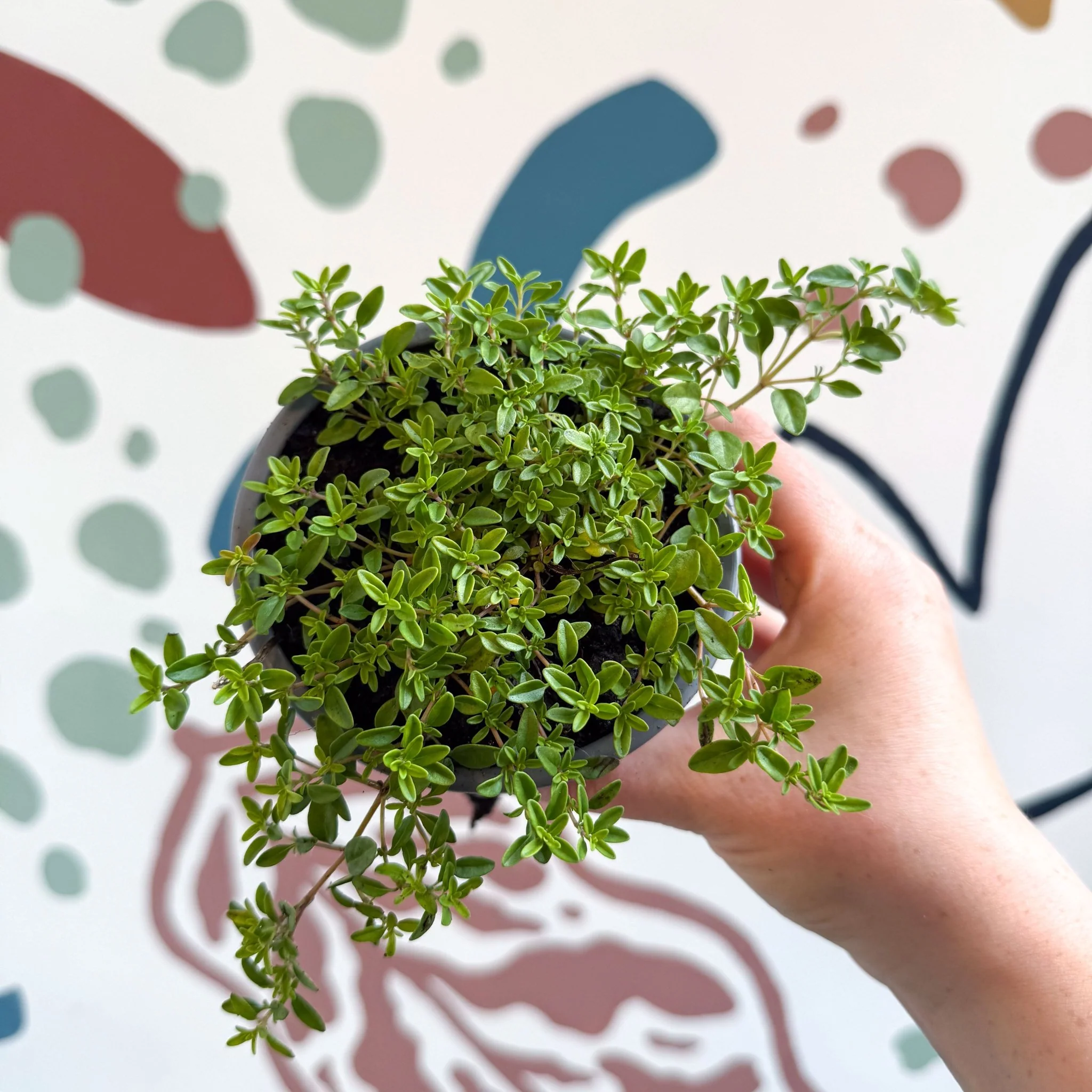 Thymus citriodorus 'Aureus' - Thyme - British Grown Culinary Herbs - Image 10