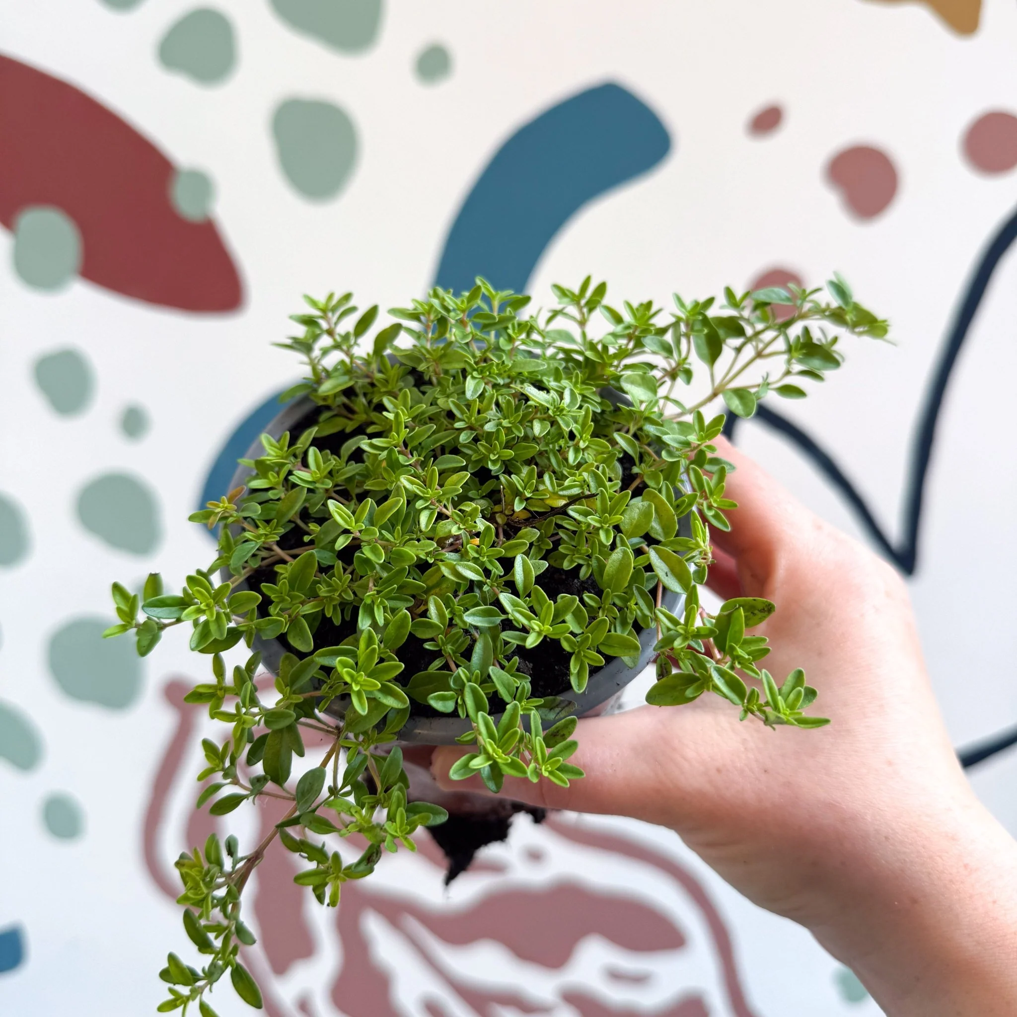 Thymus citriodorus 'Aureus' - Thyme - British Grown Culinary Herbs - Image 11