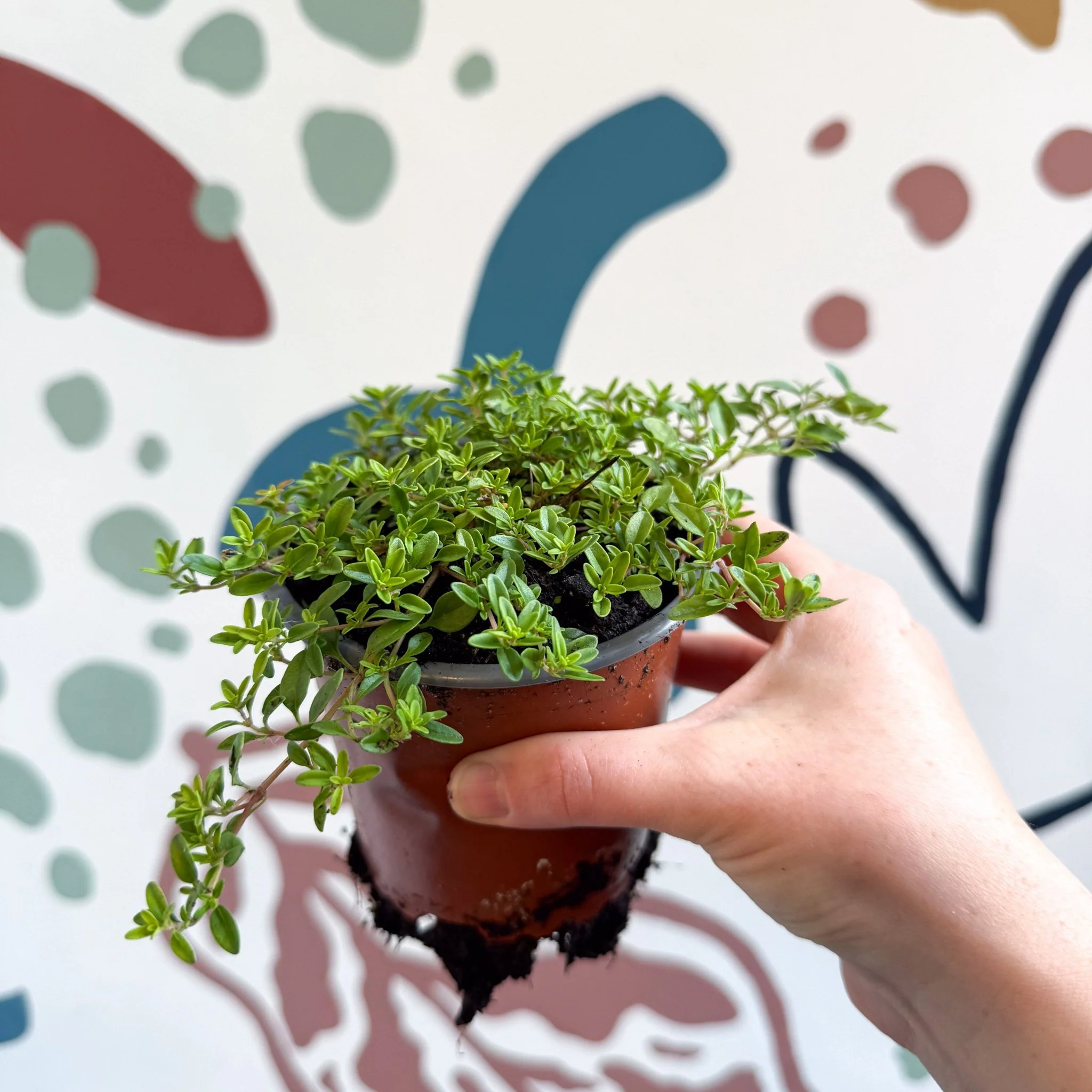 Thymus citriodorus 'Aureus' - Thyme - British Grown Culinary Herbs - Image 12