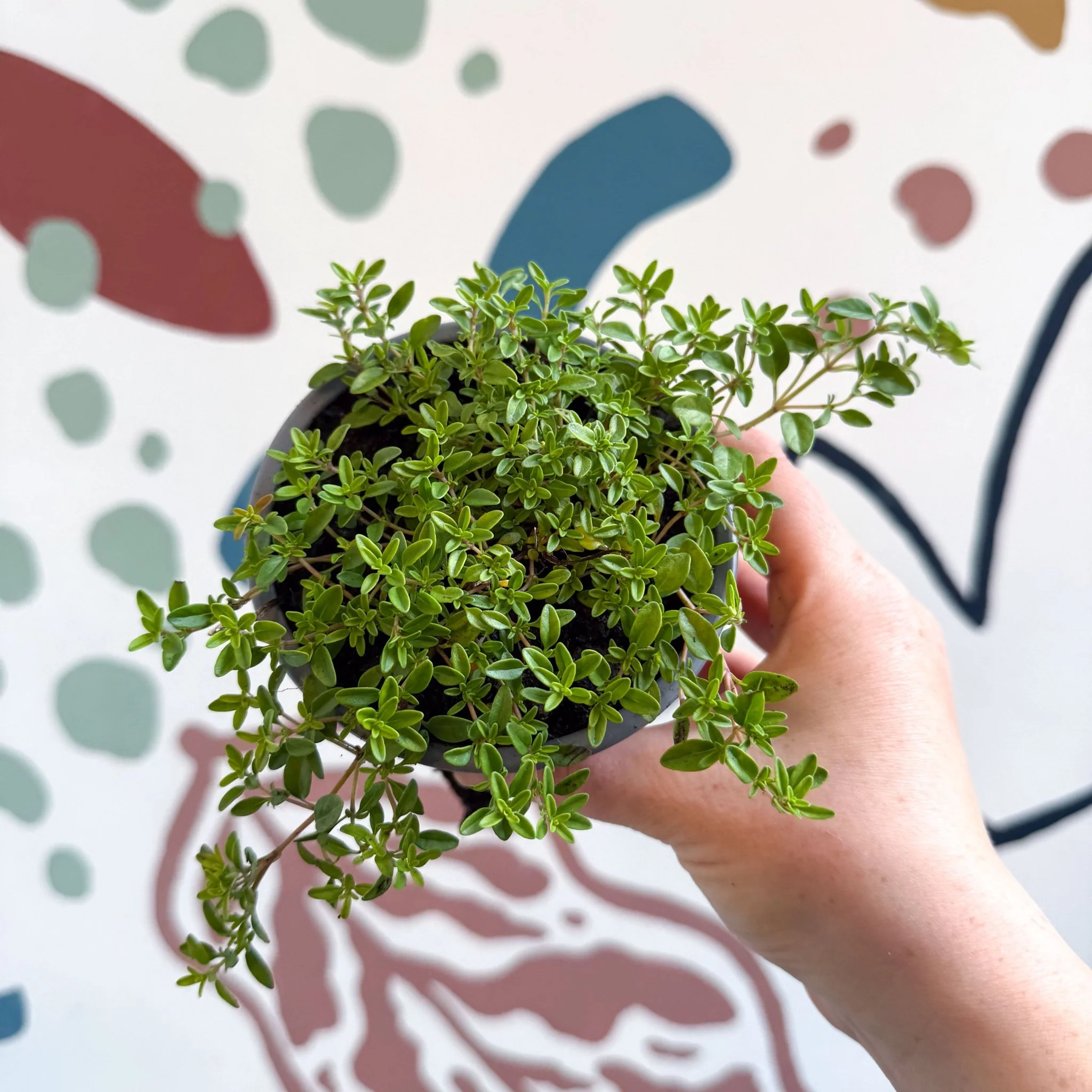 Thymus citriodorus 'Aureus' - Thyme - British Grown Culinary Herbs - Image 13