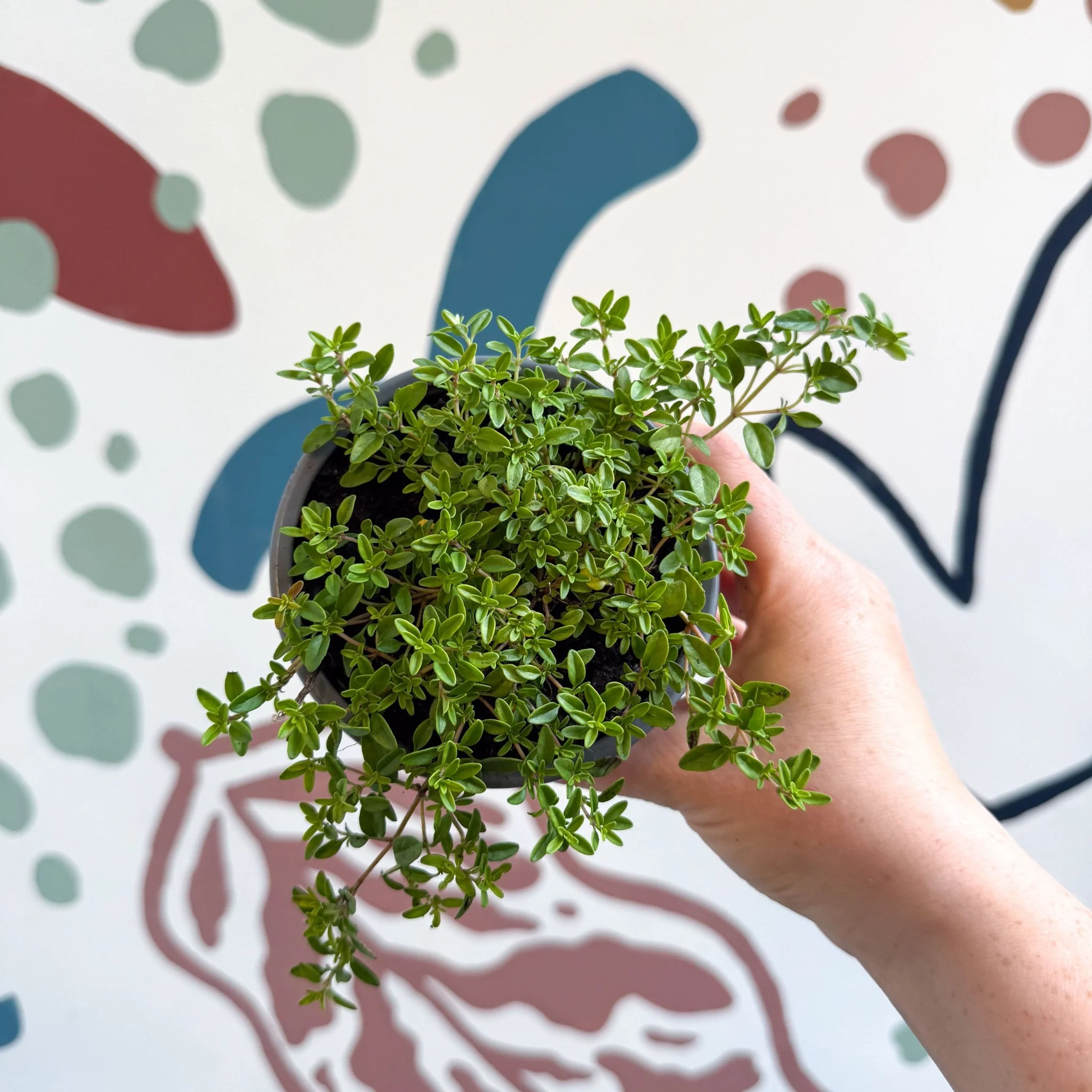 Thymus citriodorus 'Aureus' - Thyme - British Grown Culinary Herbs - Image 14