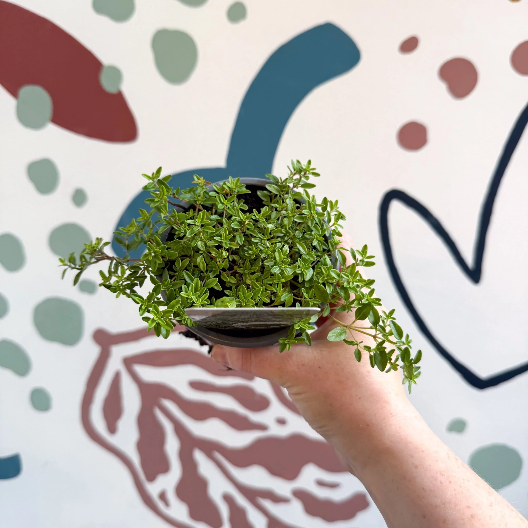 Thymus citriodorus 'Aureus' - Thyme - British Grown Culinary Herbs - Image 3