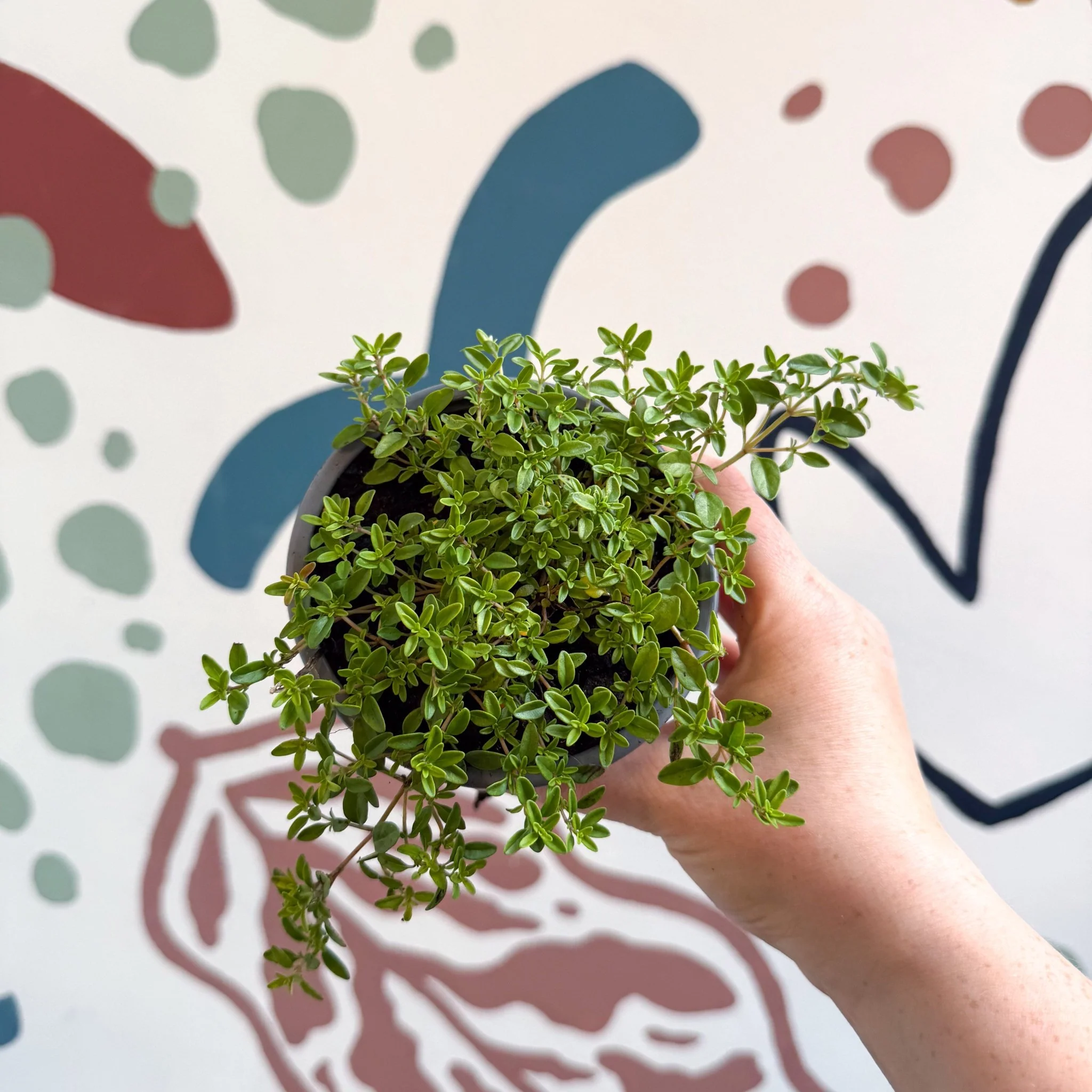 Thymus citriodorus 'Aureus' - Thyme - British Grown Culinary Herbs - Image 4
