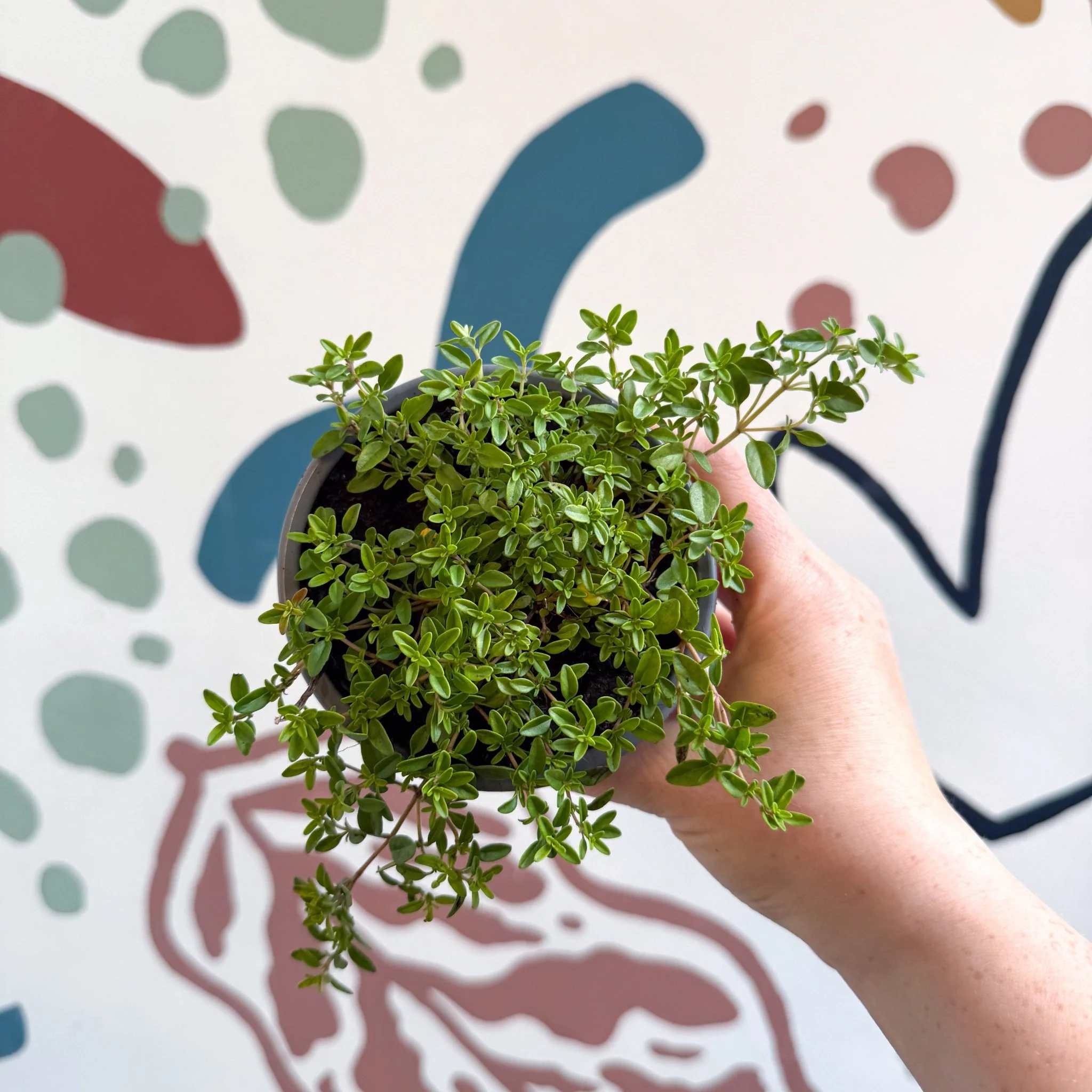 Thymus citriodorus 'Aureus' - Thyme - British Grown Culinary Herbs - Image 5
