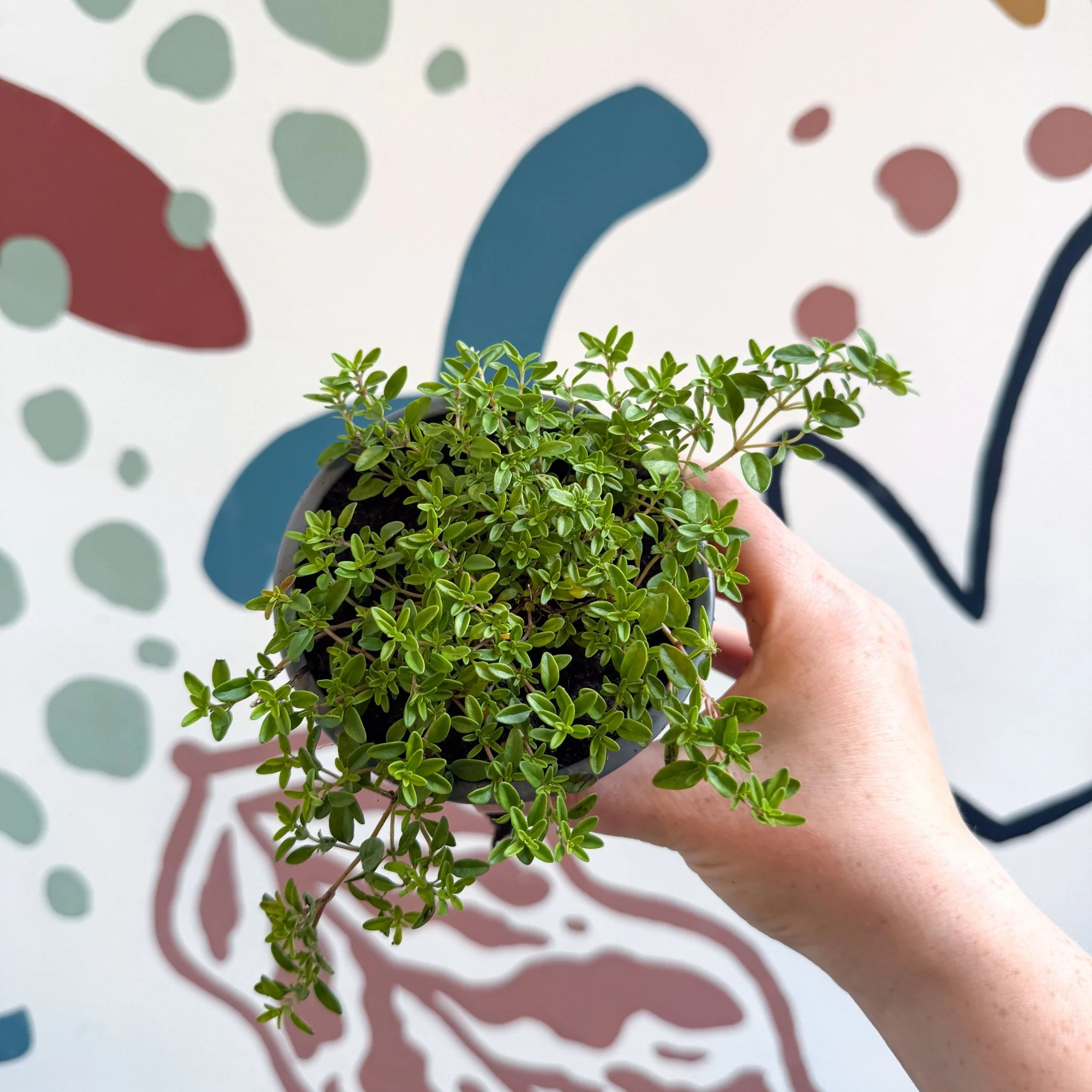 Thymus citriodorus 'Aureus' - Thyme - British Grown Culinary Herbs - Image 6